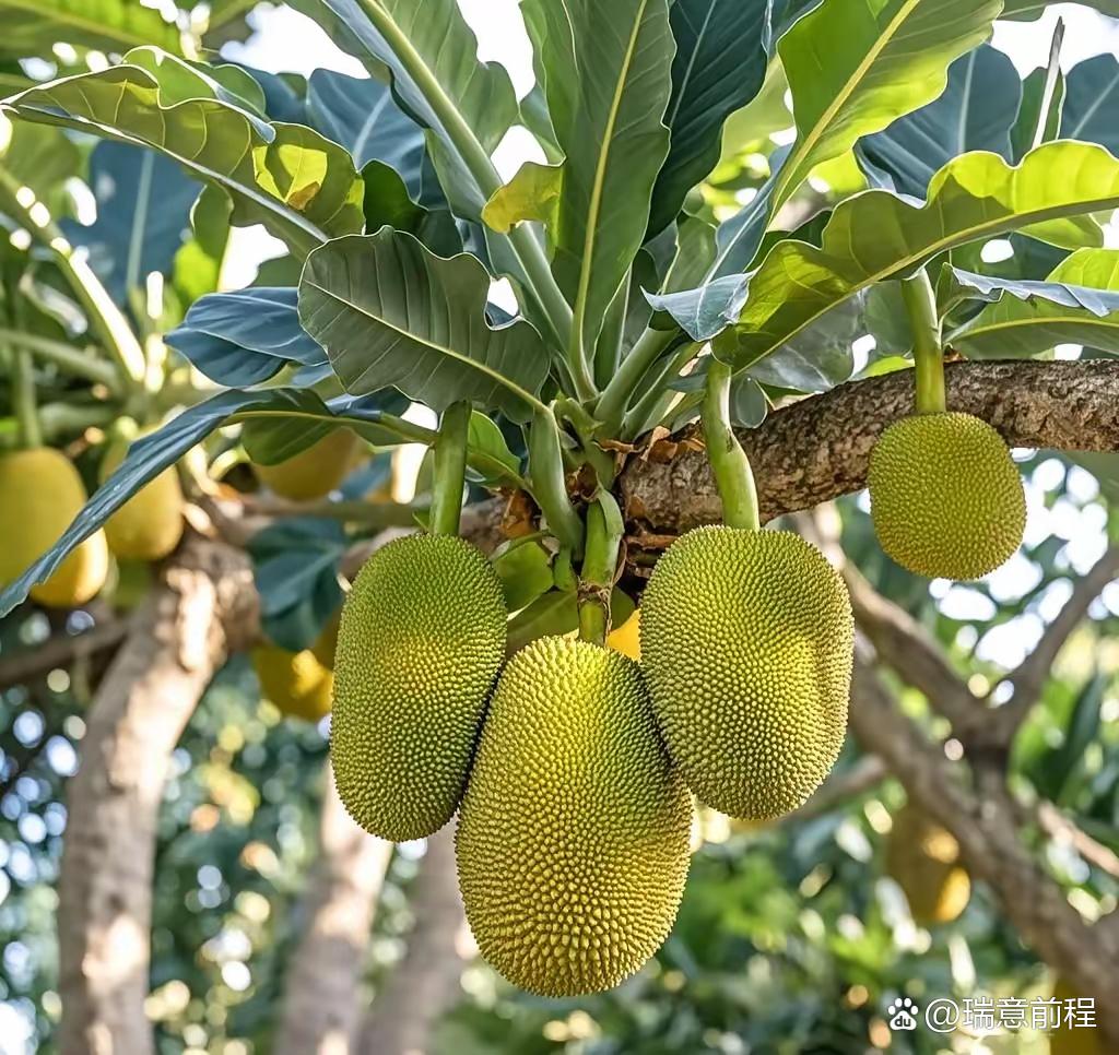 菠萝蜜视频app菠萝蜜视频app，探索无限可能的视频体验-第3张图片