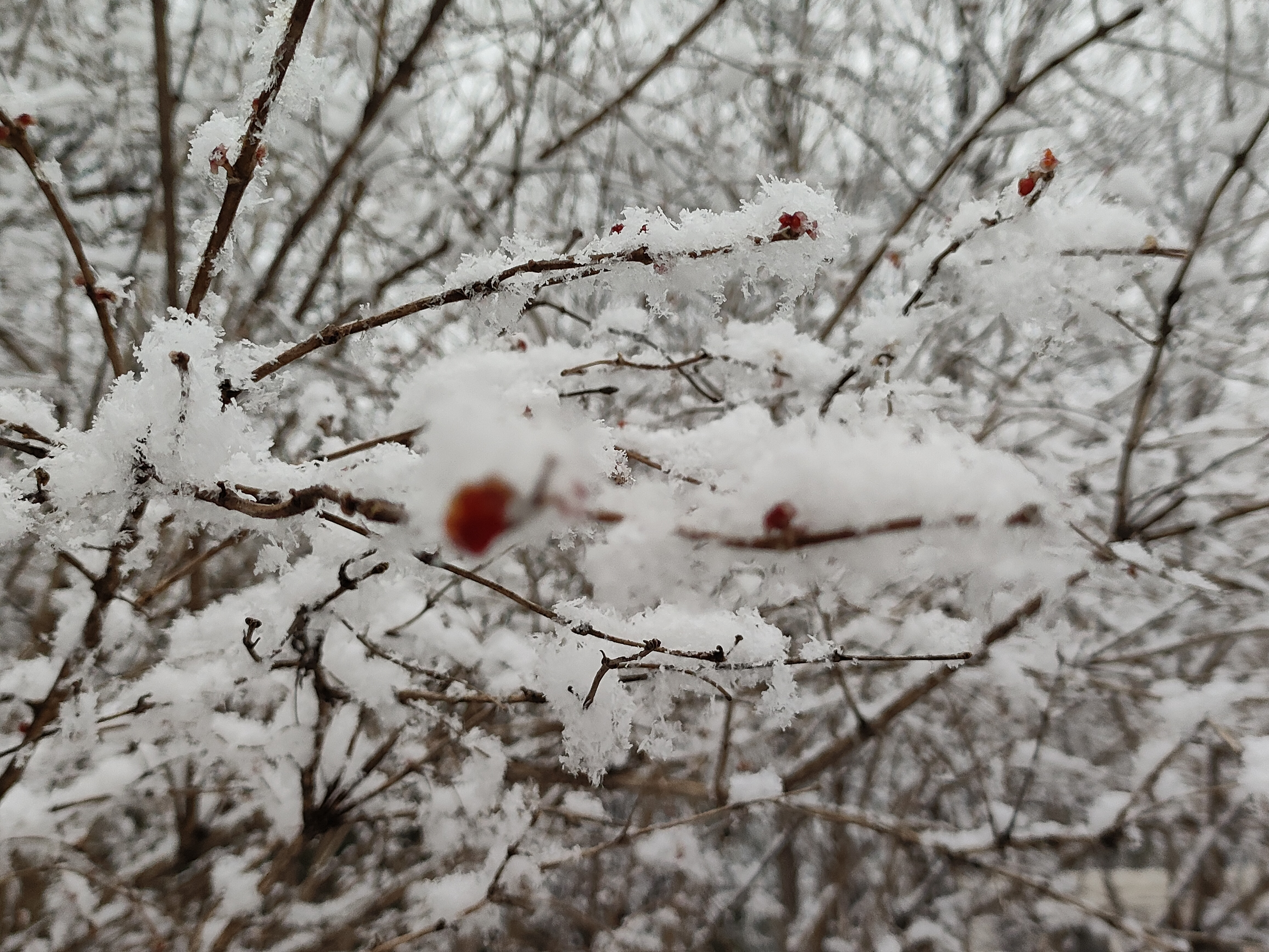 雪花飘落，影院时光——手机版观看体验揭秘-第3张图片