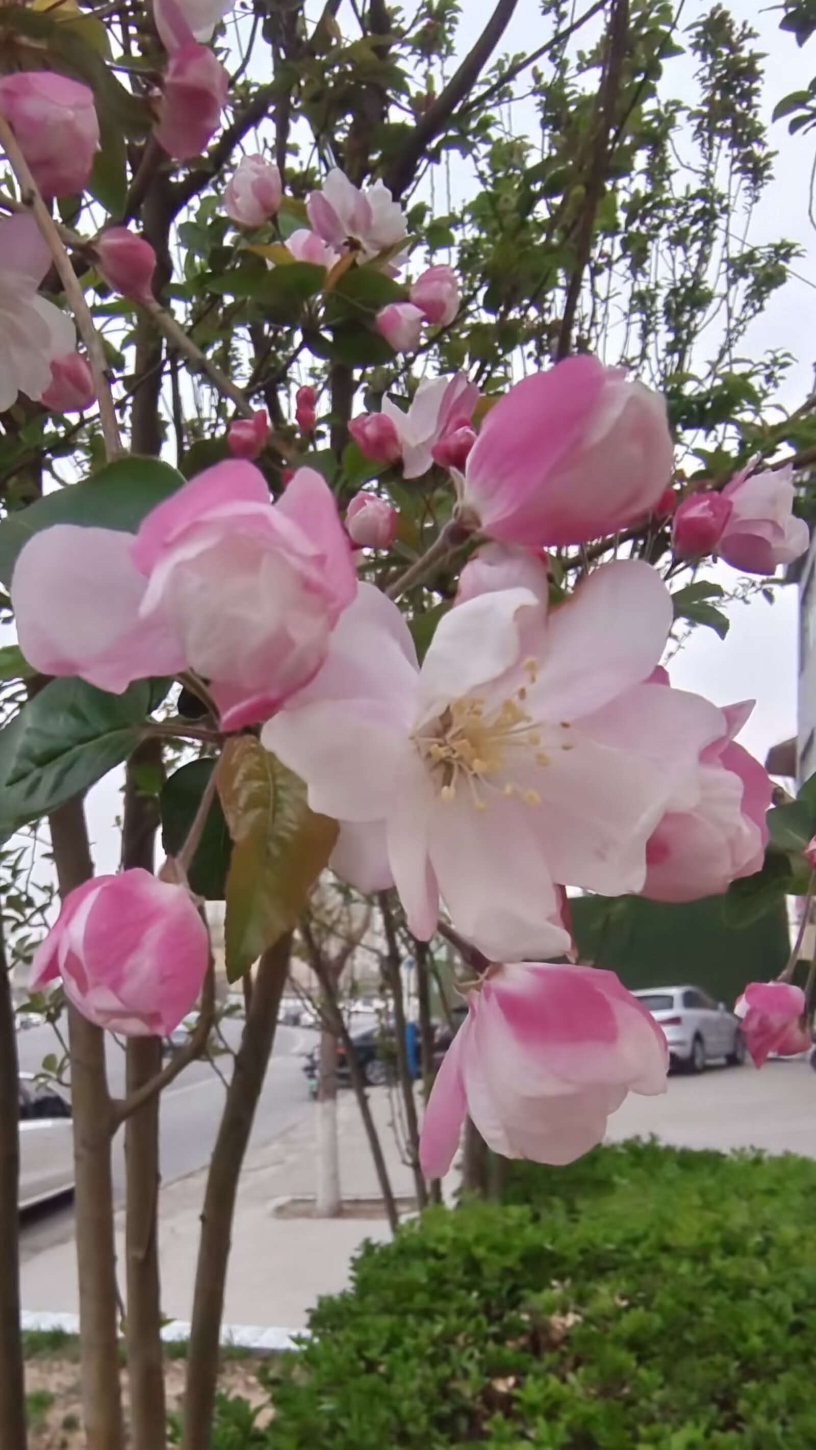 美丽之花，需待成熟之眼欣赏——关于保护未成年人免受不良信息侵害的探讨-第3张图片