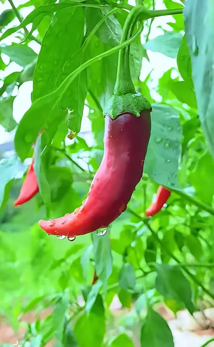 香蕉丝瓜草莓秋葵小猪芭乐茄子在线观看免费各板本合集探索水果与蔬菜的魅力——香蕉、丝瓜、草莓、秋葵、小猪芭乐与茄子的在线世界-第2张图片