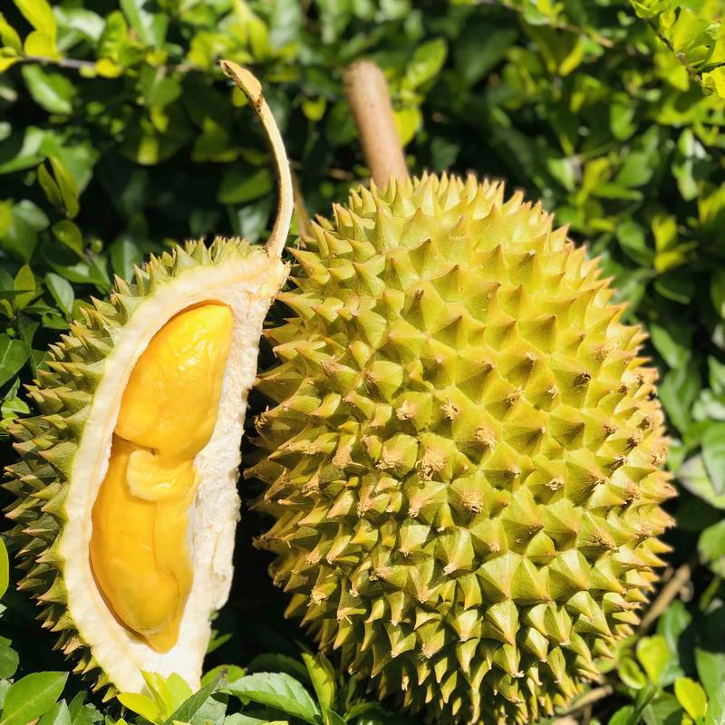 榴莲草莓芒果菠萝香蕉科普热带水果之王——榴莲、草莓、芒果、菠萝与香蕉的科普之旅