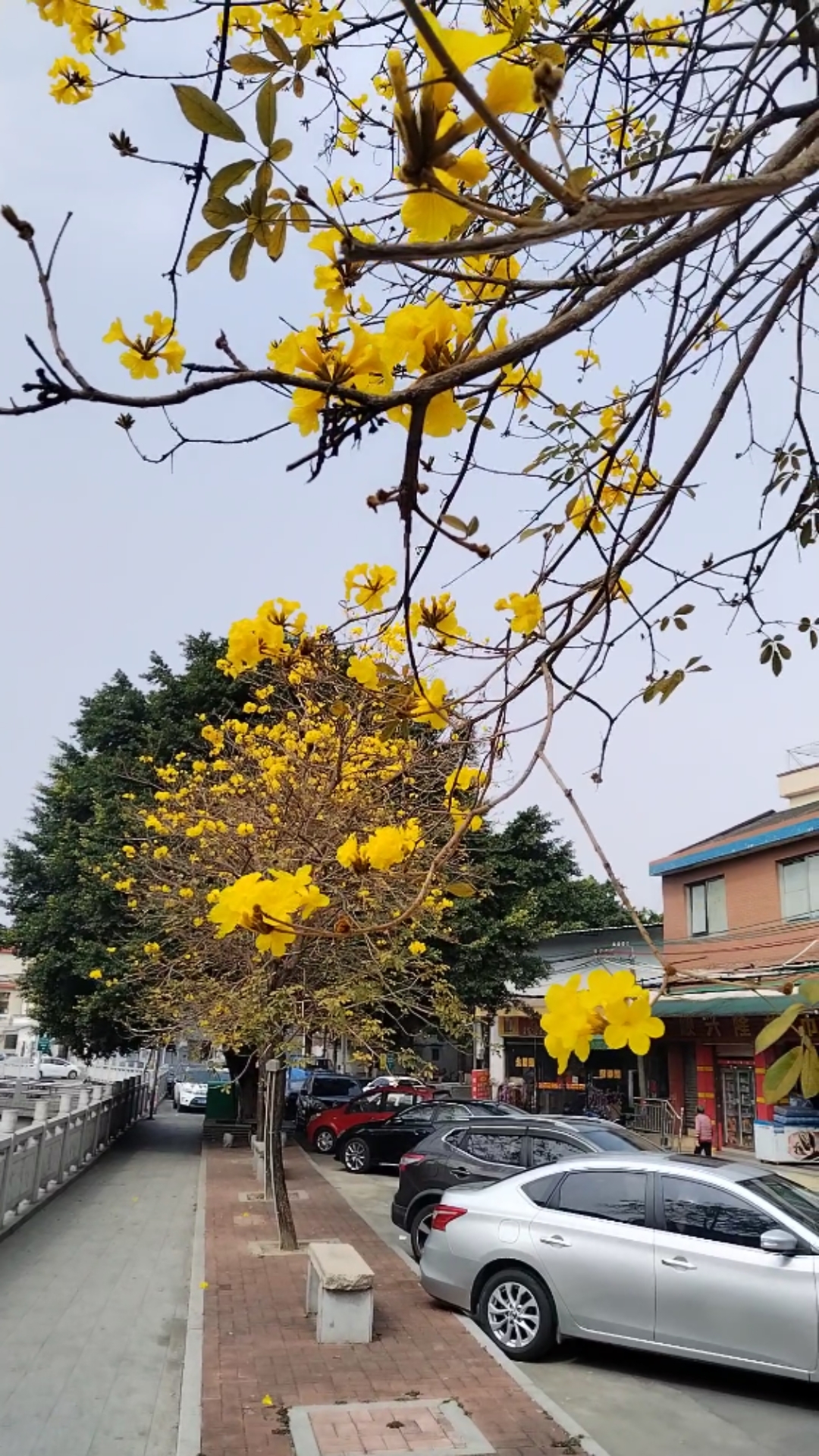 黄得让人心醉的风景片段-第2张图片