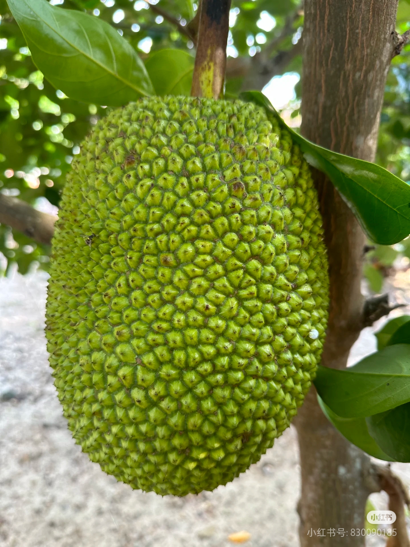 亚精产品一三三菠萝蜜亚精产品一三三菠萝蜜的魅力与特点-第3张图片
