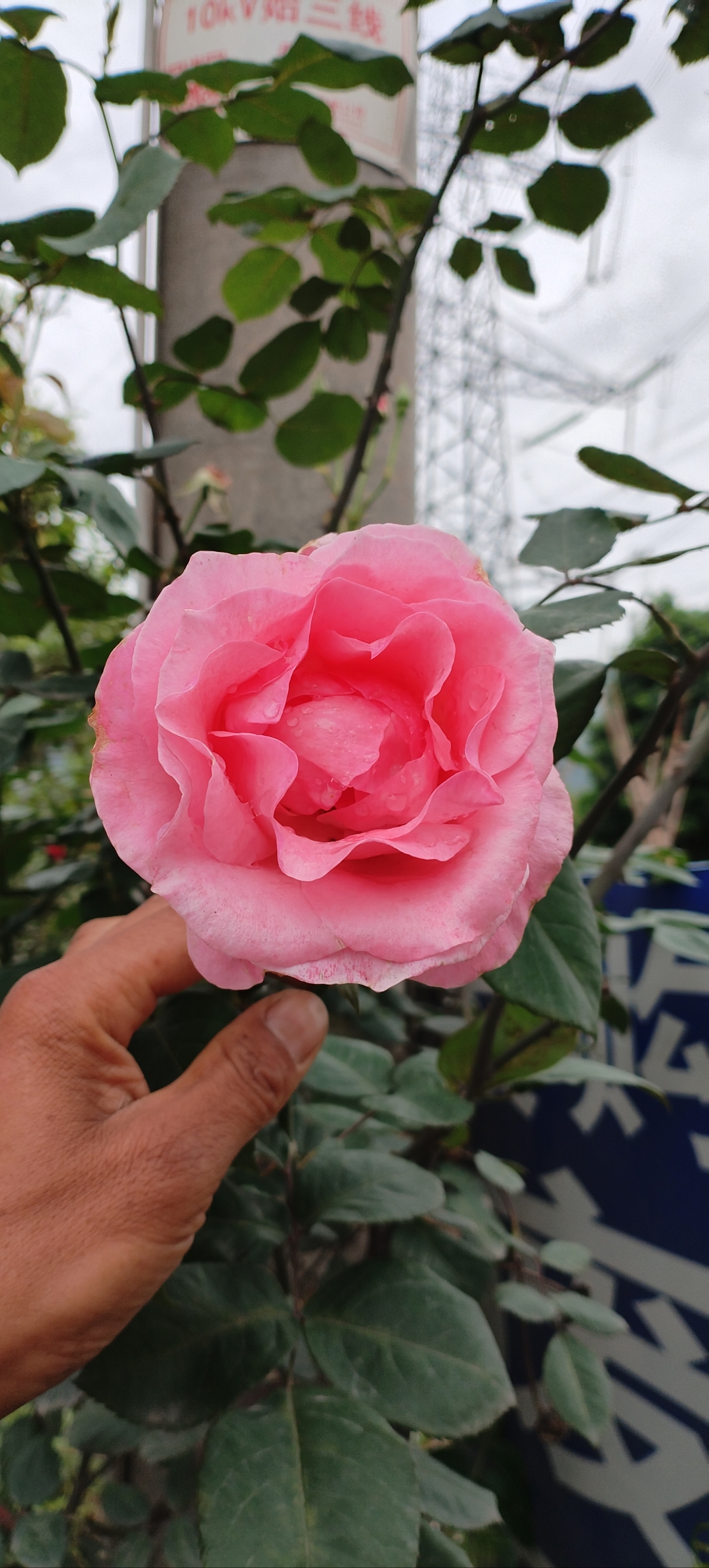 桃花社区视频在线播放，探索社区生活的多彩画卷-第3张图片