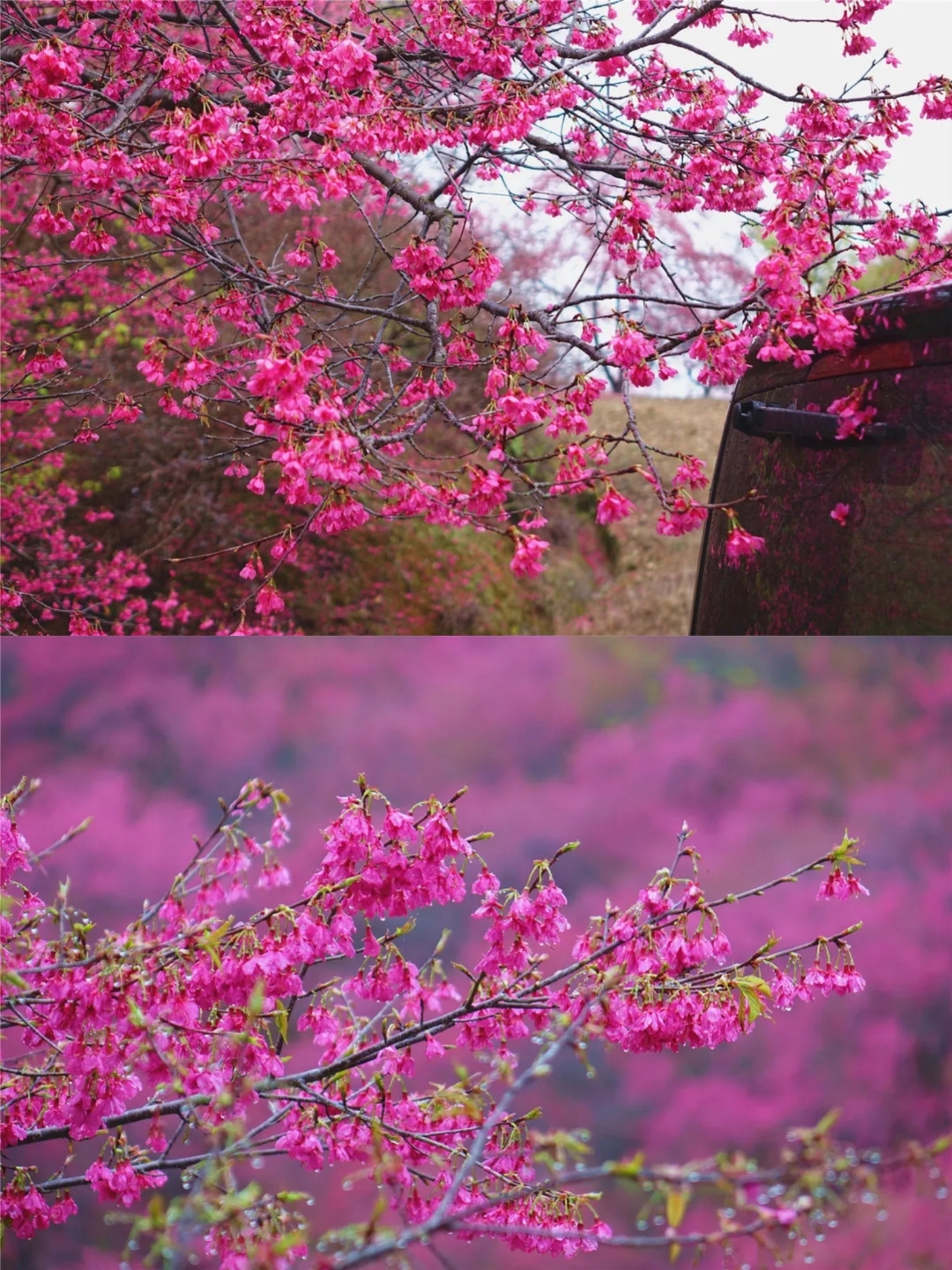 我们换个地方做樱花是什么歌换个地方赏樱花——寻找生活的浪漫与新奇