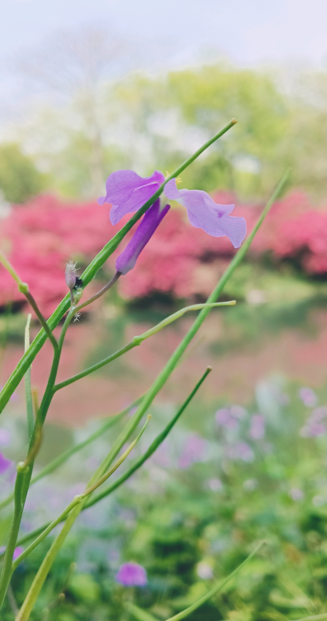 芳草萋萋流水潺潺美不可言芳草萋萋，流水潺潺——自然之美，美不可言-第3张图片