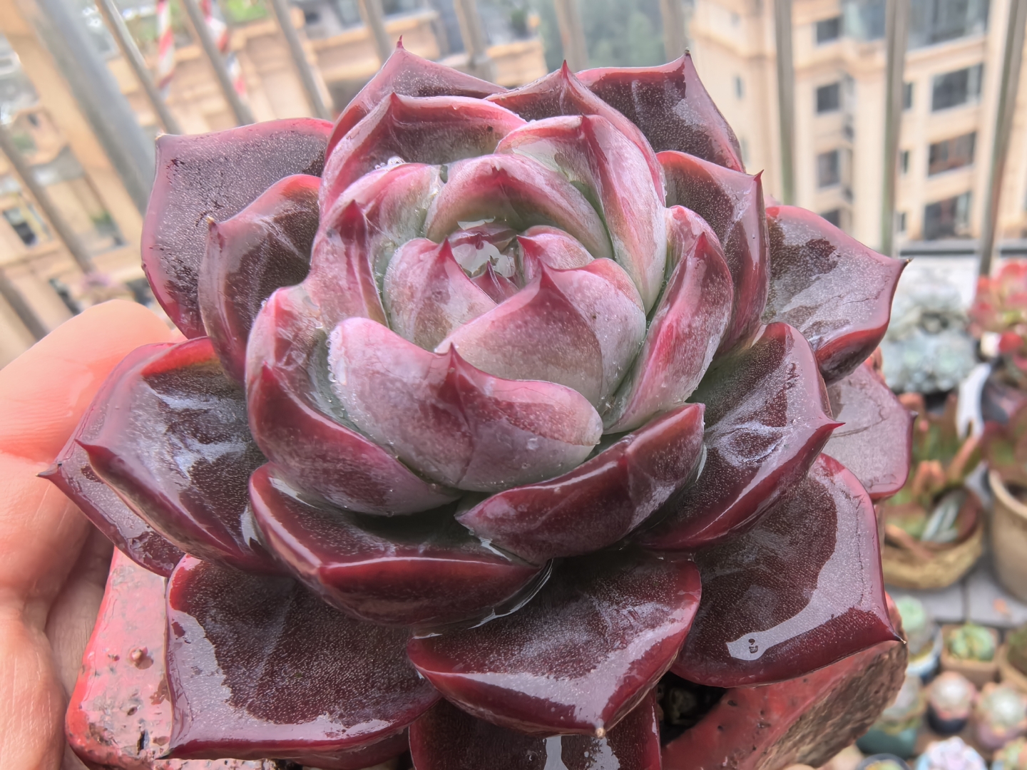 肉莲花的美丽与神秘