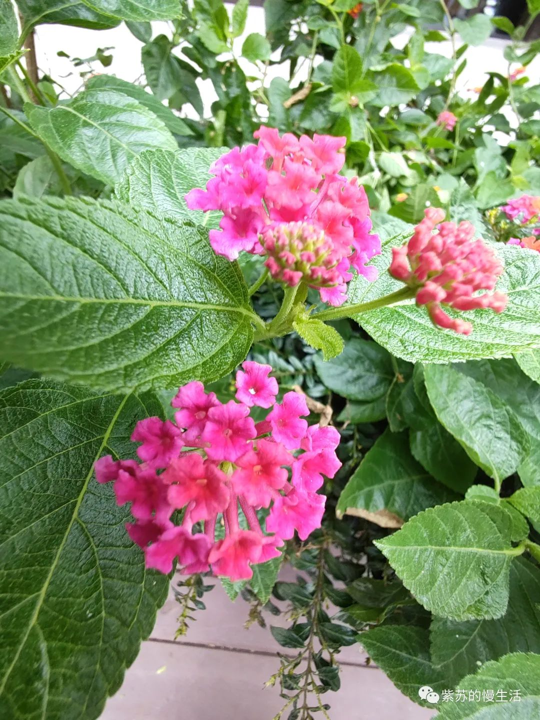 青青草的独特魅力——针对的全方位解读-第2张图片