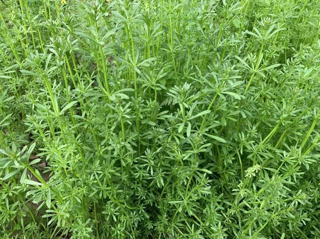 探索小草一二三四区乱码的神秘世界