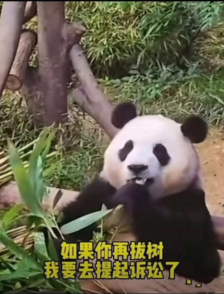 硬的快要爆炸了摸摸它老婆硬度的极限，触摸那即将爆炸的边缘