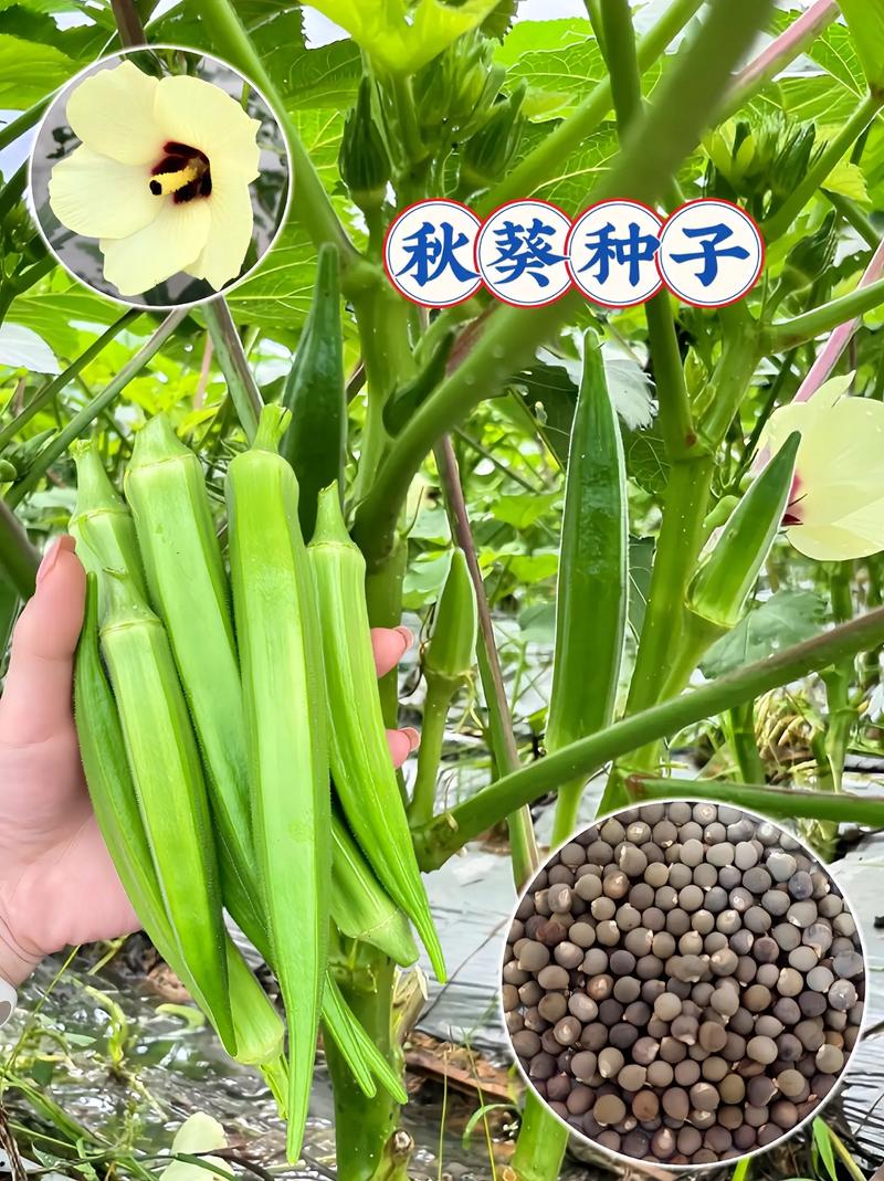 秋葵 茄子 丝瓜 香草 榴莲大秋葵茄子丝瓜香草与榴莲的奇妙世界——探索绿色食材与健康生活-第2张图片