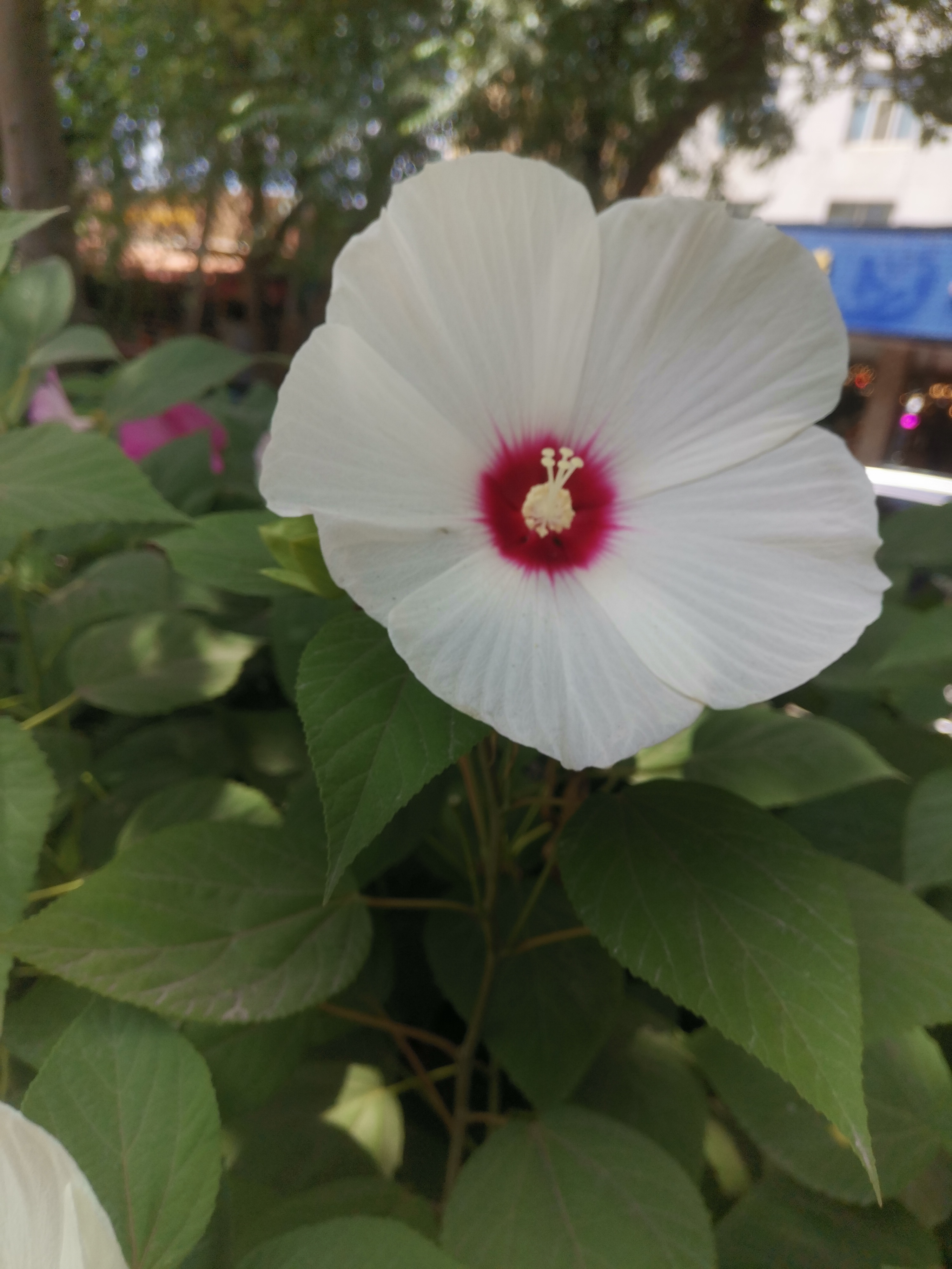 榴莲秋葵丝瓜向日葵app榴莲秋葵与花之盛宴，向日葵、丝瓜、黄瓜与蕾丝的交织