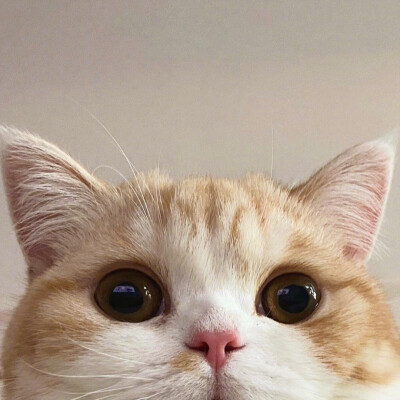 猫咪社区，免费资源在线观看的乐趣世界