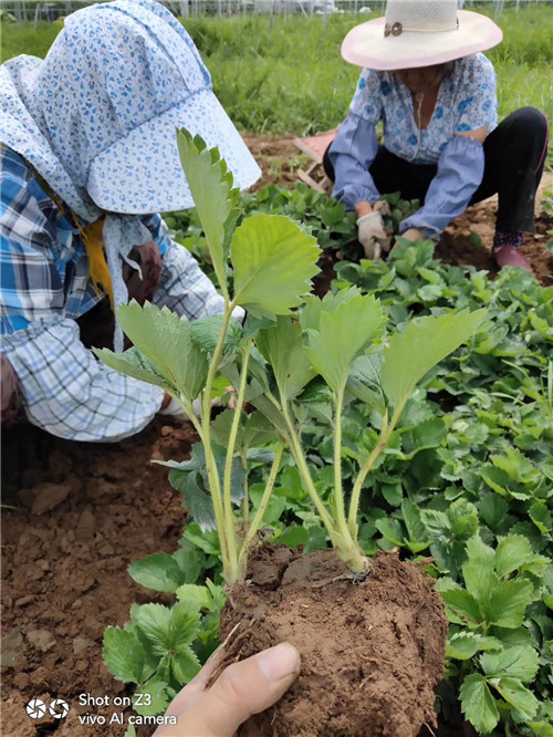 国产9草莓成人app下载安装国产9草莓成人APP的探讨与解析-第3张图片