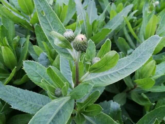 野草与乱码，一区与四区的差异解析-第2张图片