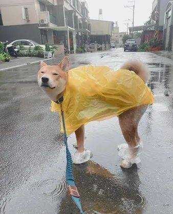 下雨天很多人听见雨一声蚂蚁庄园雨声中的蚂蚁庄园——一个关于人与自然和谐共处的温馨故事