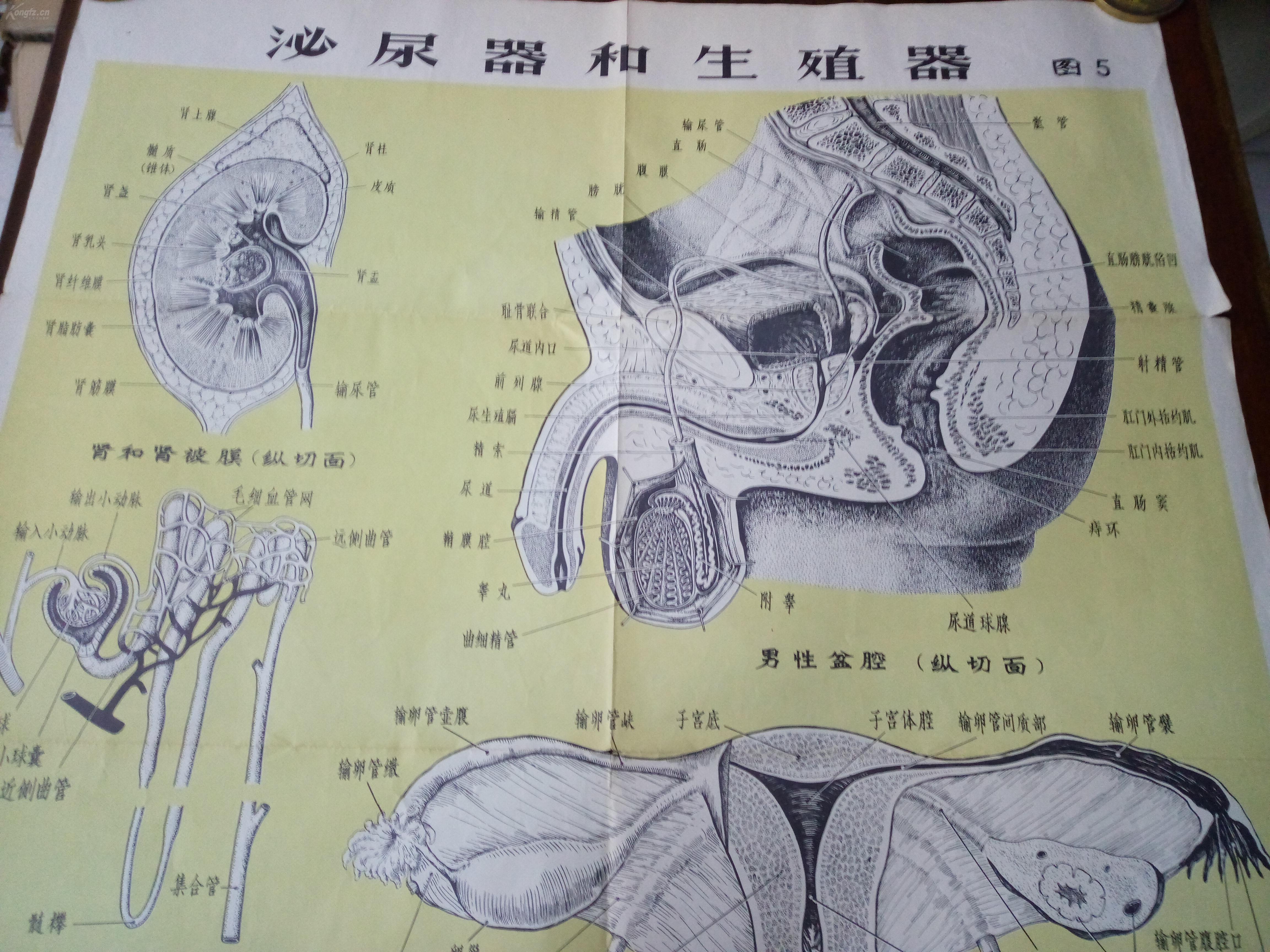 阳茎进去女人阳道图片动态探讨性健康知识，而非展示不恰当图片