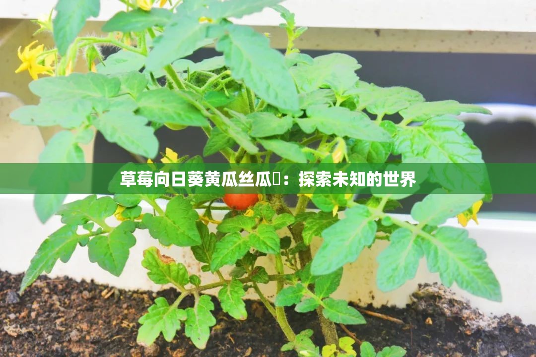 芭乐丝瓜草莓向日葵小猪鸭脖下载地址探索多彩的在线世界，芭乐丝瓜草莓向日葵与小猪鸭脖的奇妙之旅-第3张图片