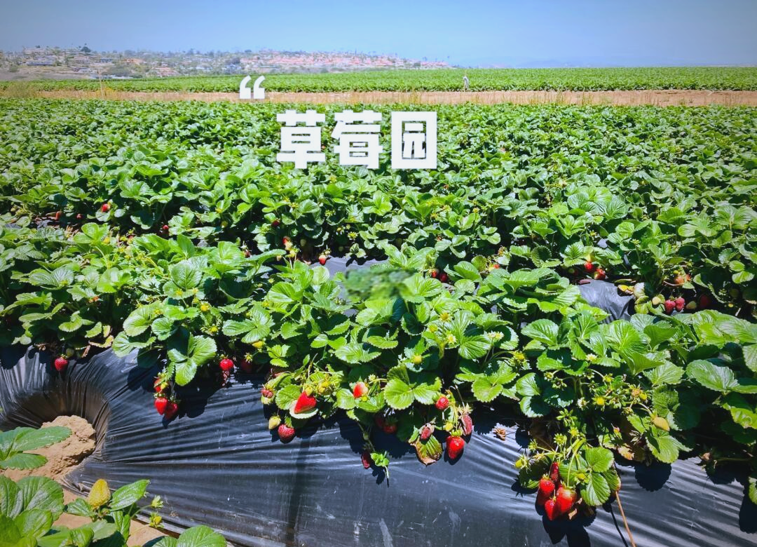丝瓜草莓向日葵网页探索植物之美，丝瓜、草莓与向日葵的成长之旅——关于18岁在线观看免费版平台的探讨