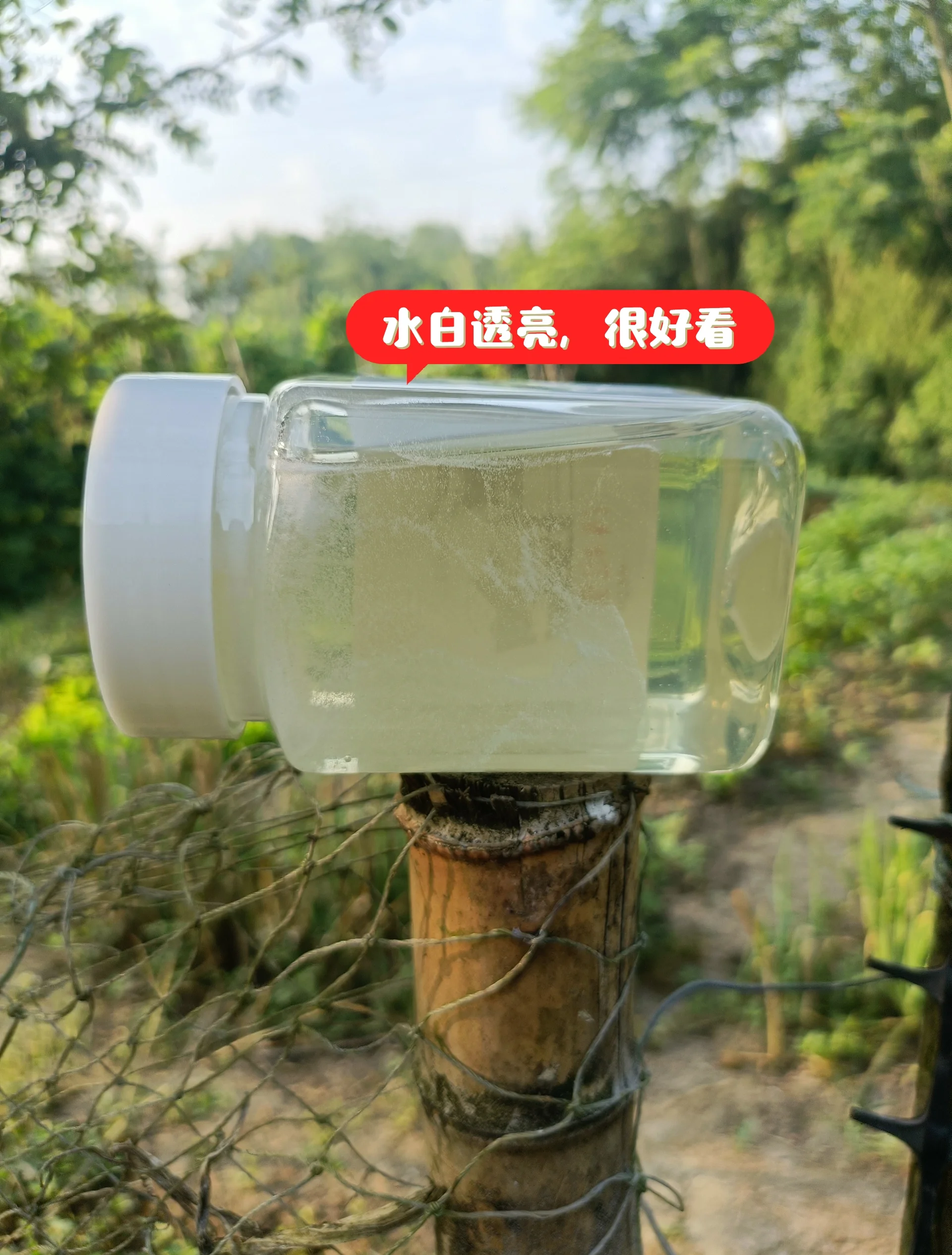 湿苔的秘密——新鲜蜂蜜罐的独特魅力-第3张图片