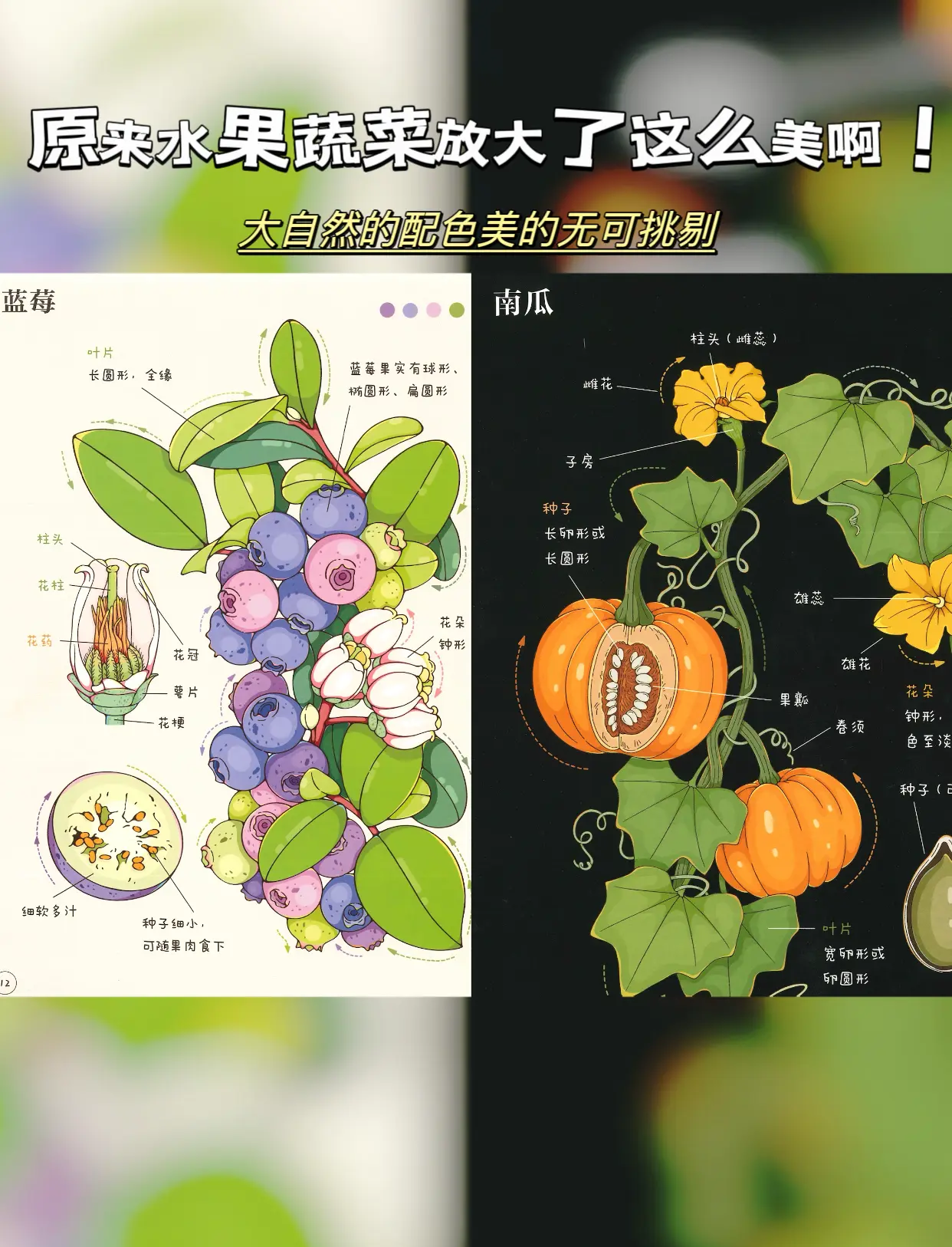 榴莲草莓香蕉秋葵绿樱花五色果蔬的奇妙之旅——榴莲、草莓、香蕉、秋葵与绿樱花的邂逅-第2张图片