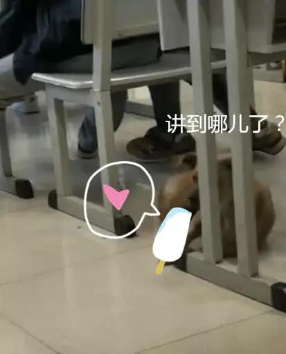 网黄蜂腰困困狗网络文化中的网黄现象