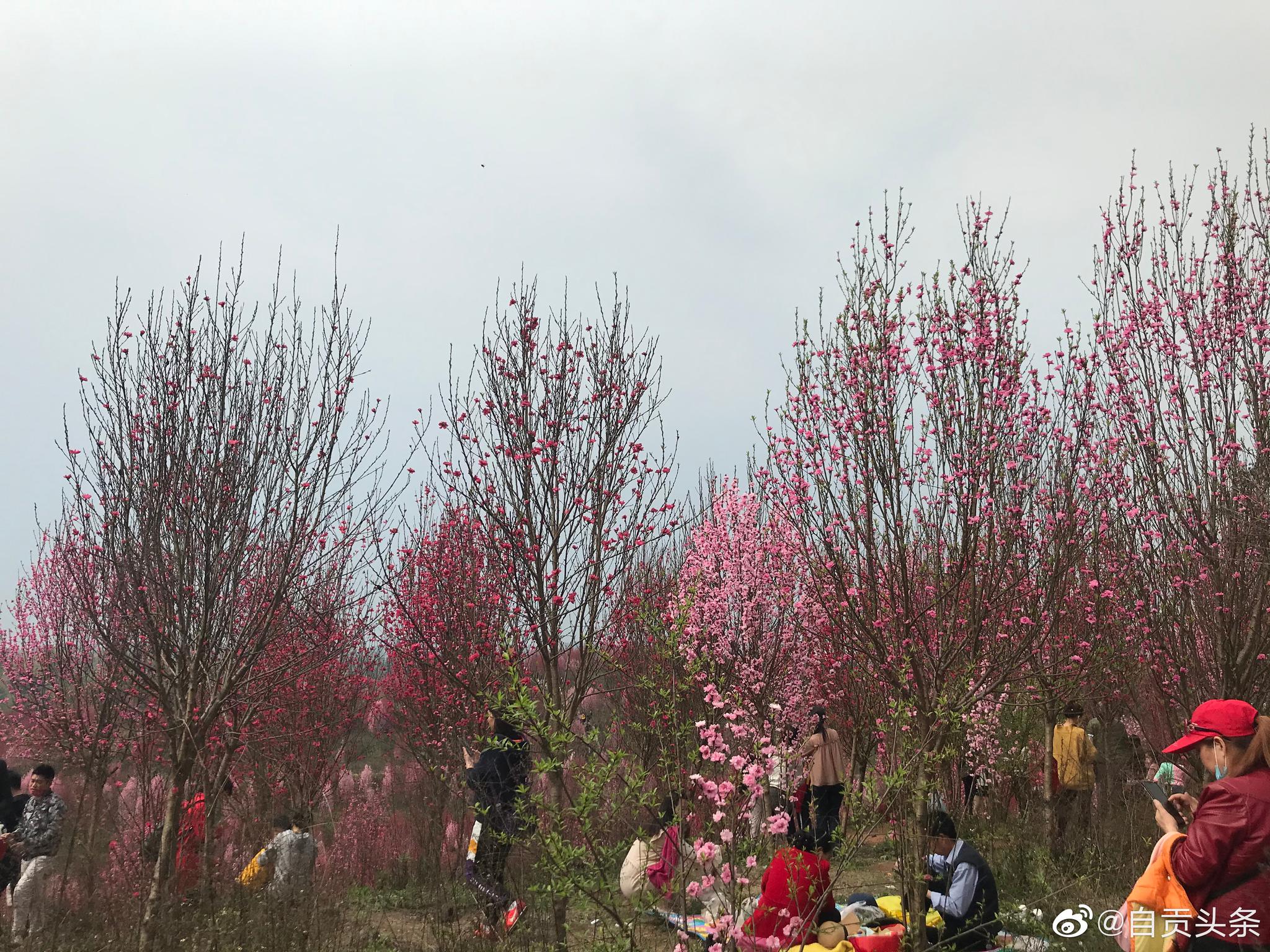 桃花社区现在还可以下载吗桃花社区，在线免费观看的精彩世界
