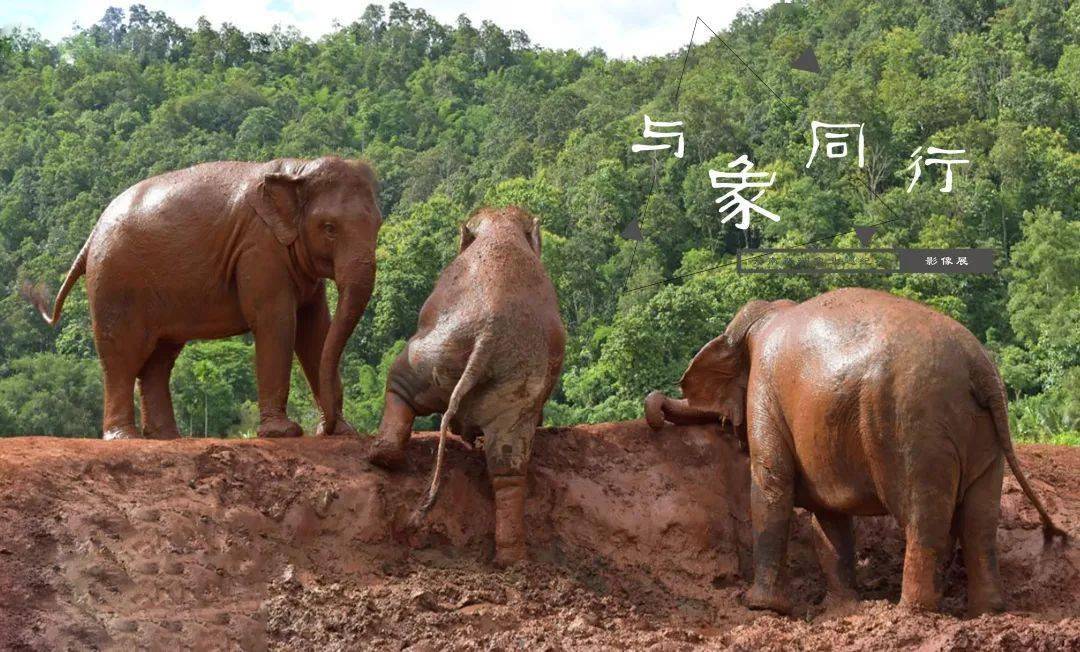 云南大象最新动态，保护与和谐共生的故事持续更新