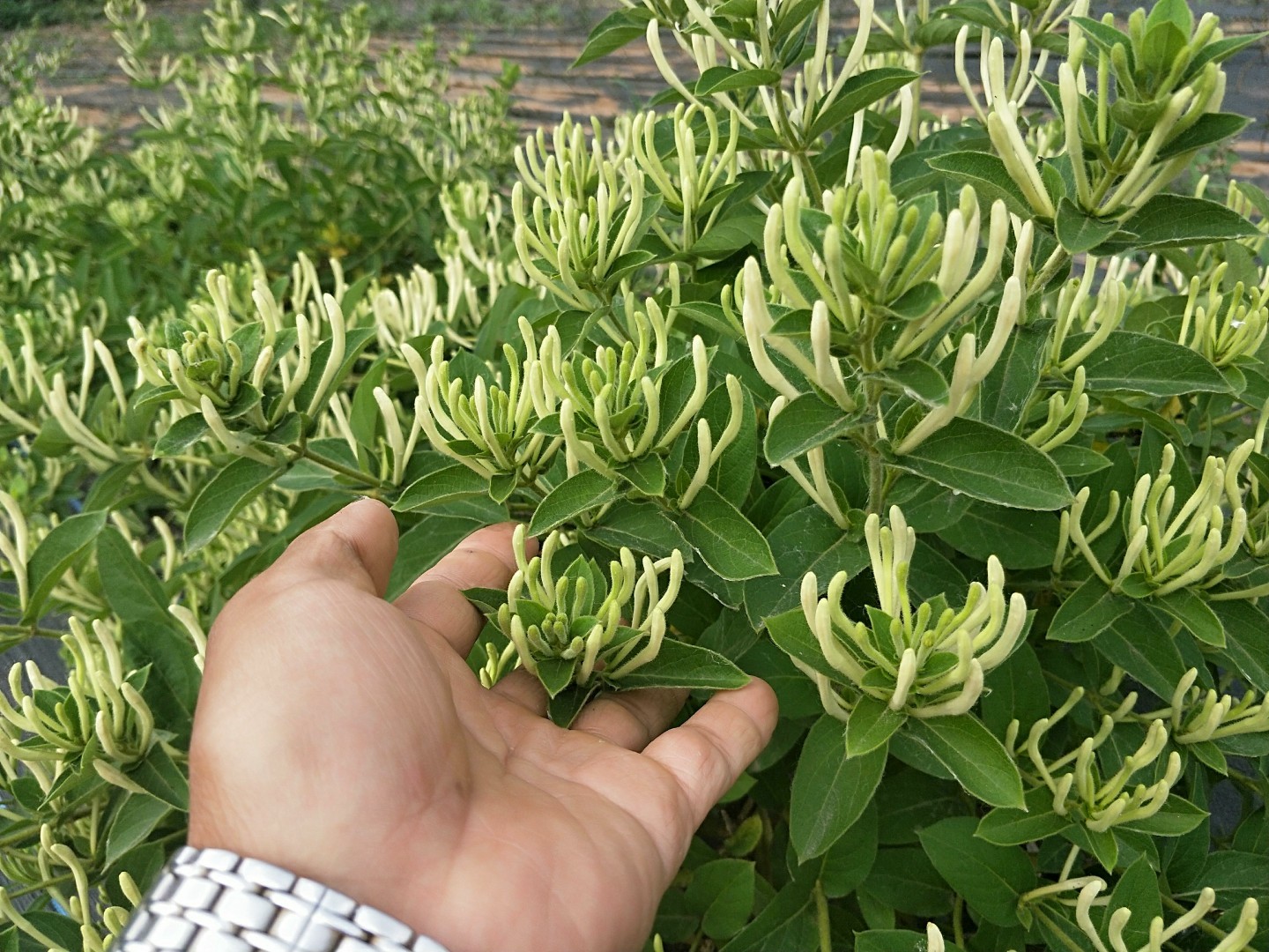双蛇难入金银花之谜