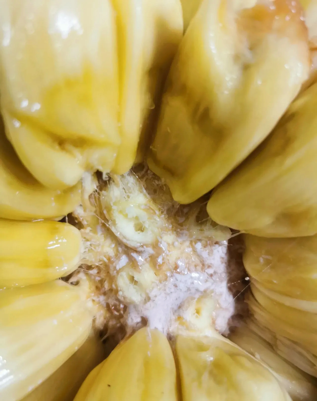 菠萝蜜视频app在线观看探索菠萝蜜视频app的在线观看体验