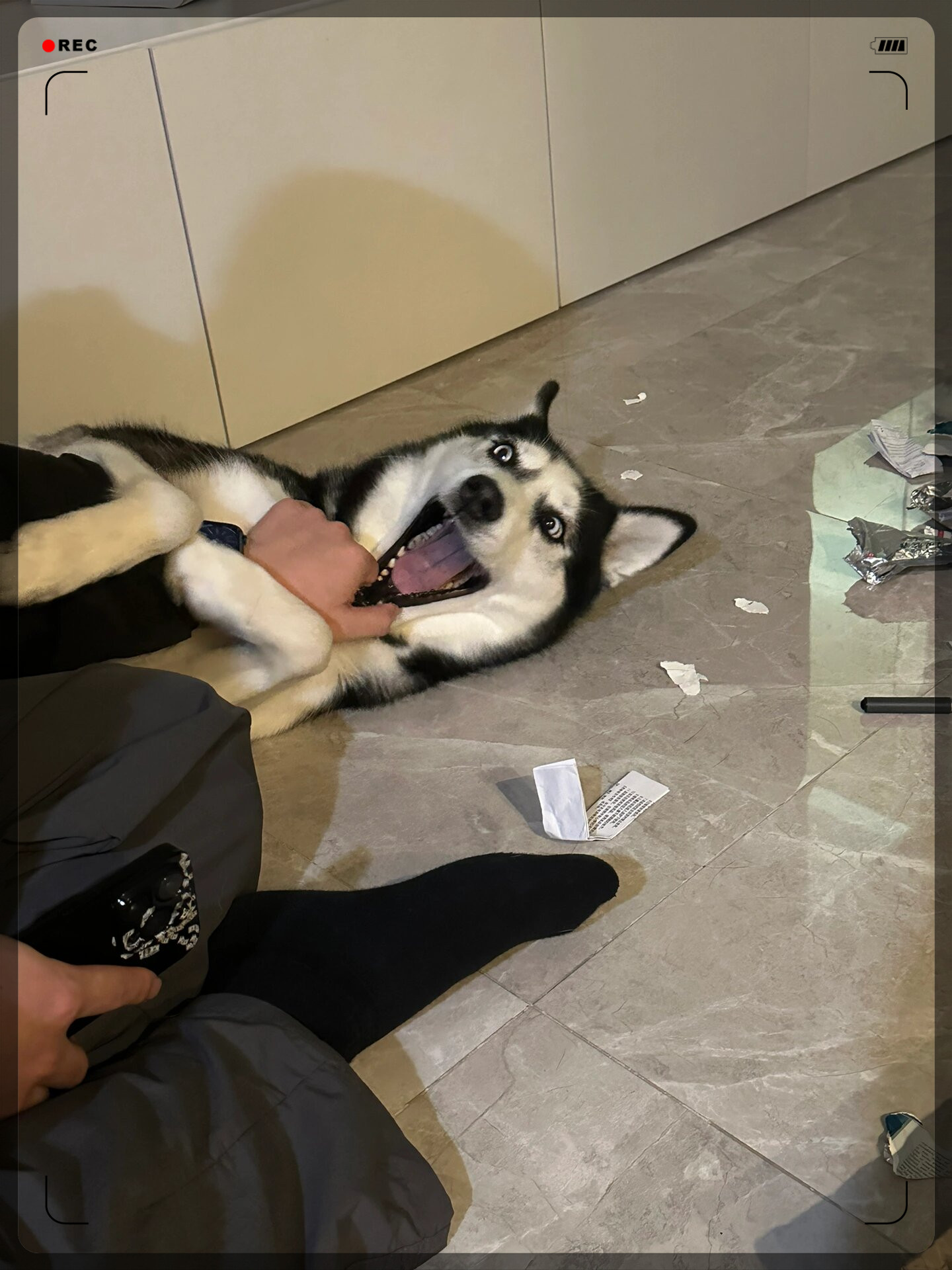 狗的好大的惊喜与合不了腿的奇妙故事-第2张图片