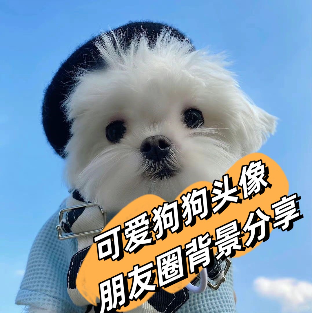 2021年最火爆可爱头像图片，萌趣横生，点亮你的社交圈