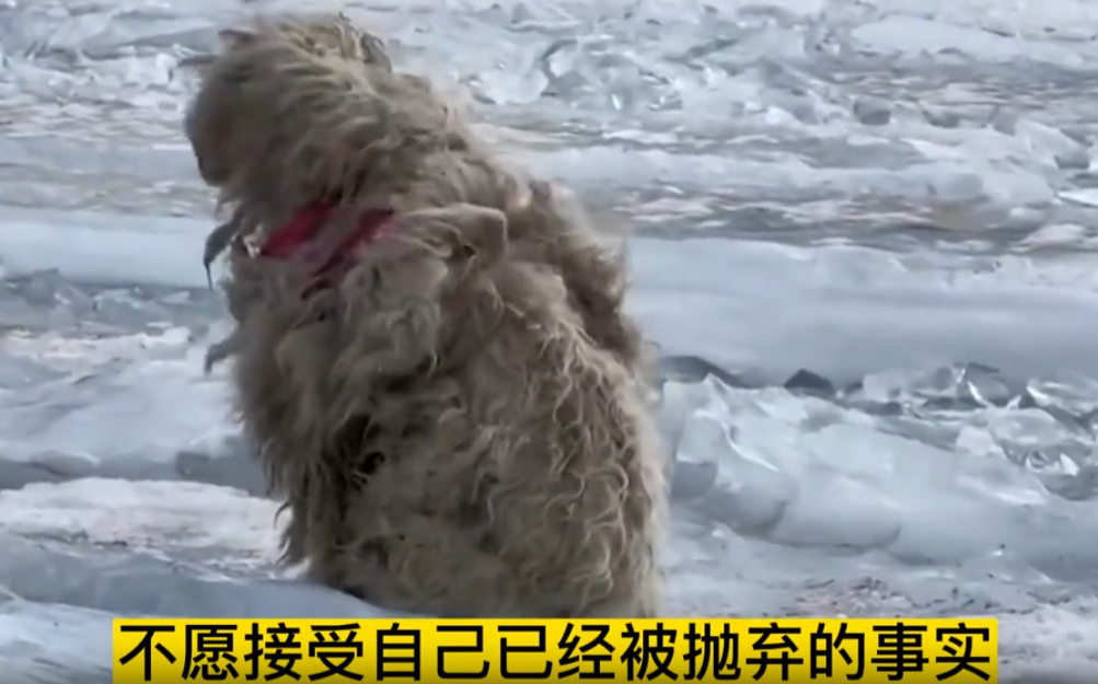 废弃厂狗狗轮着上废弃厂里的狗狗轮着上