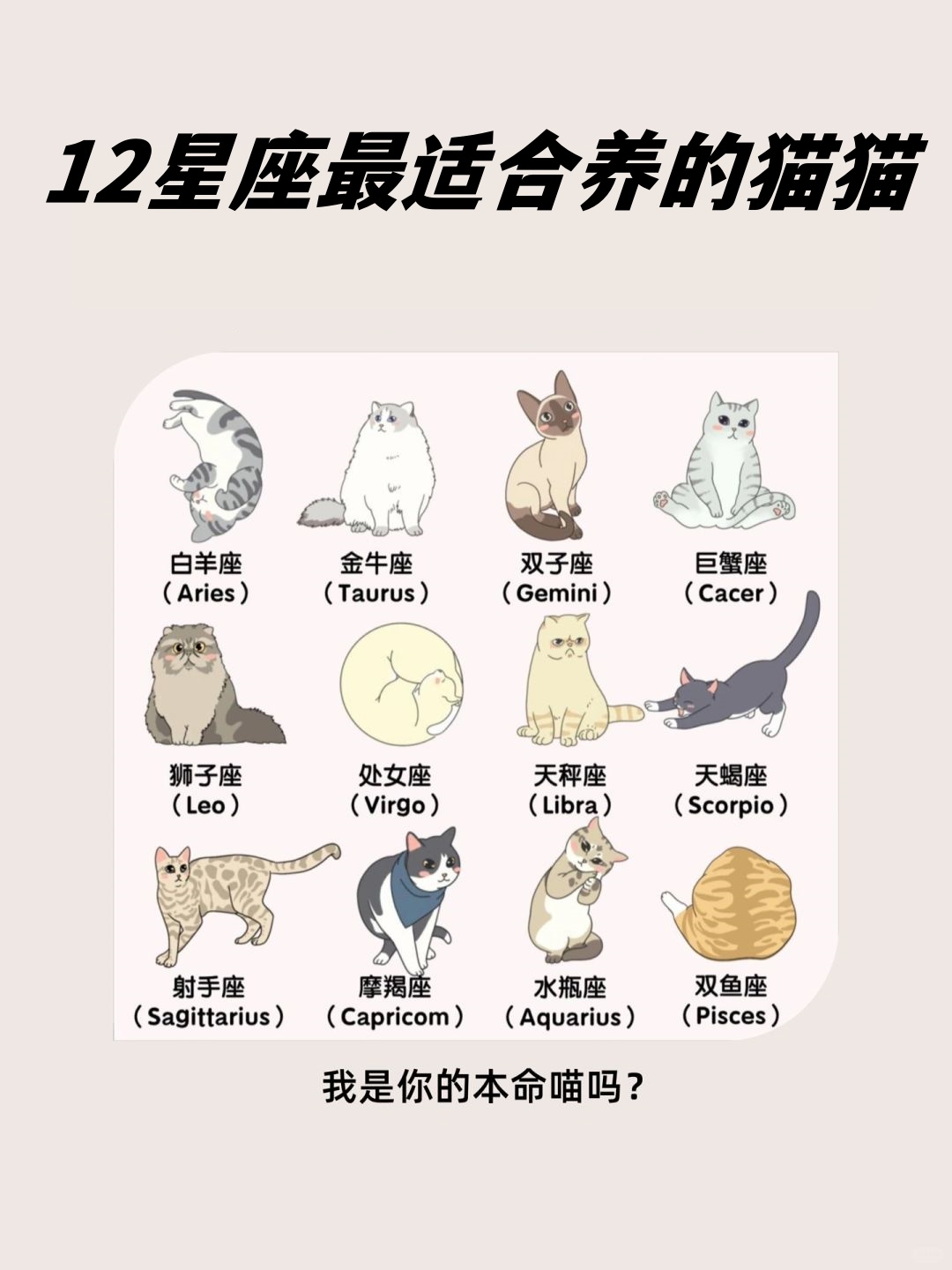 成人猫咪最新地域网名是什么新版猫咪永久地域网名，如何选择与命名-第2张图片