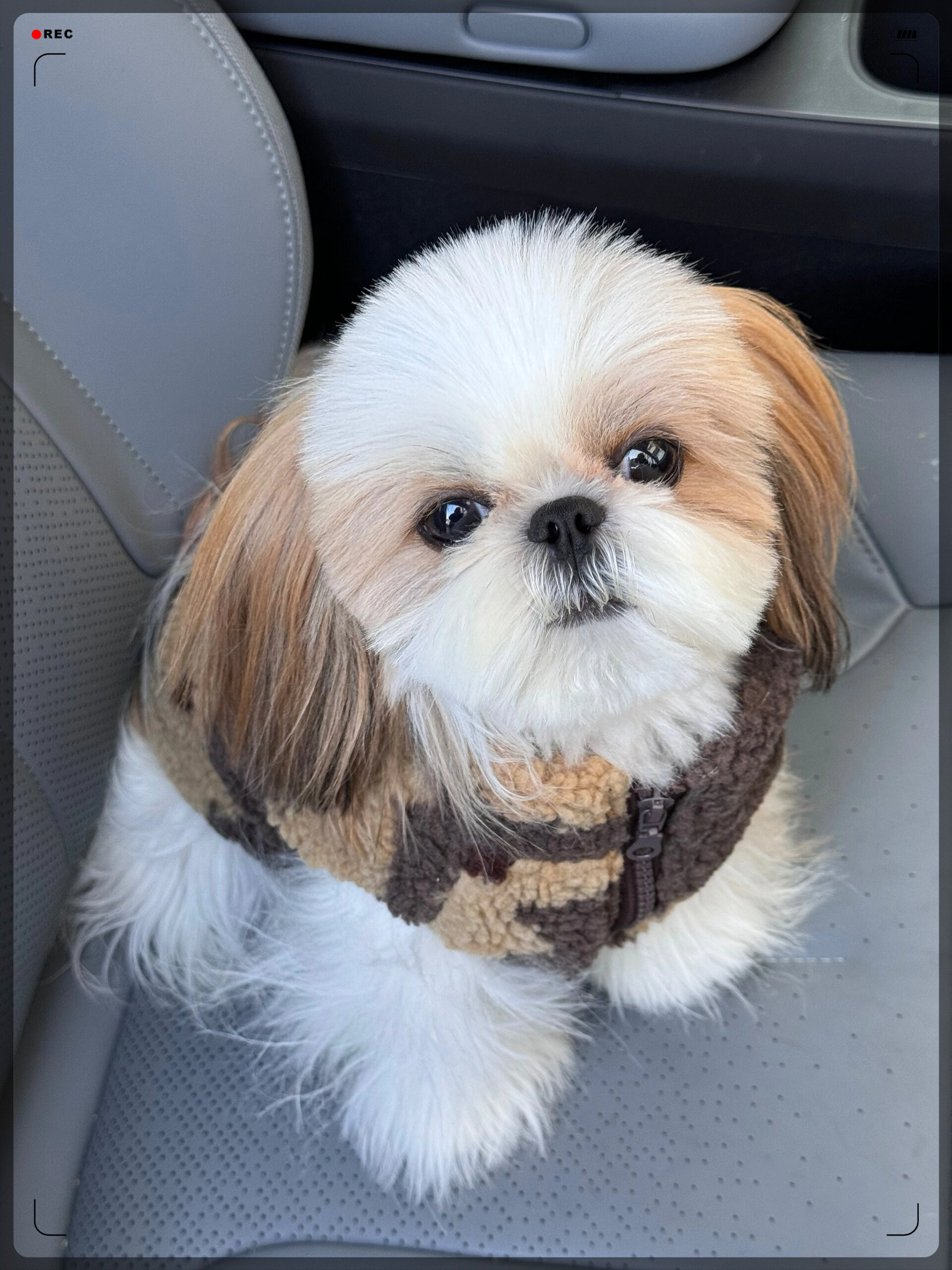 西施犬吧西施吧——美丽背后的故事与文化传承