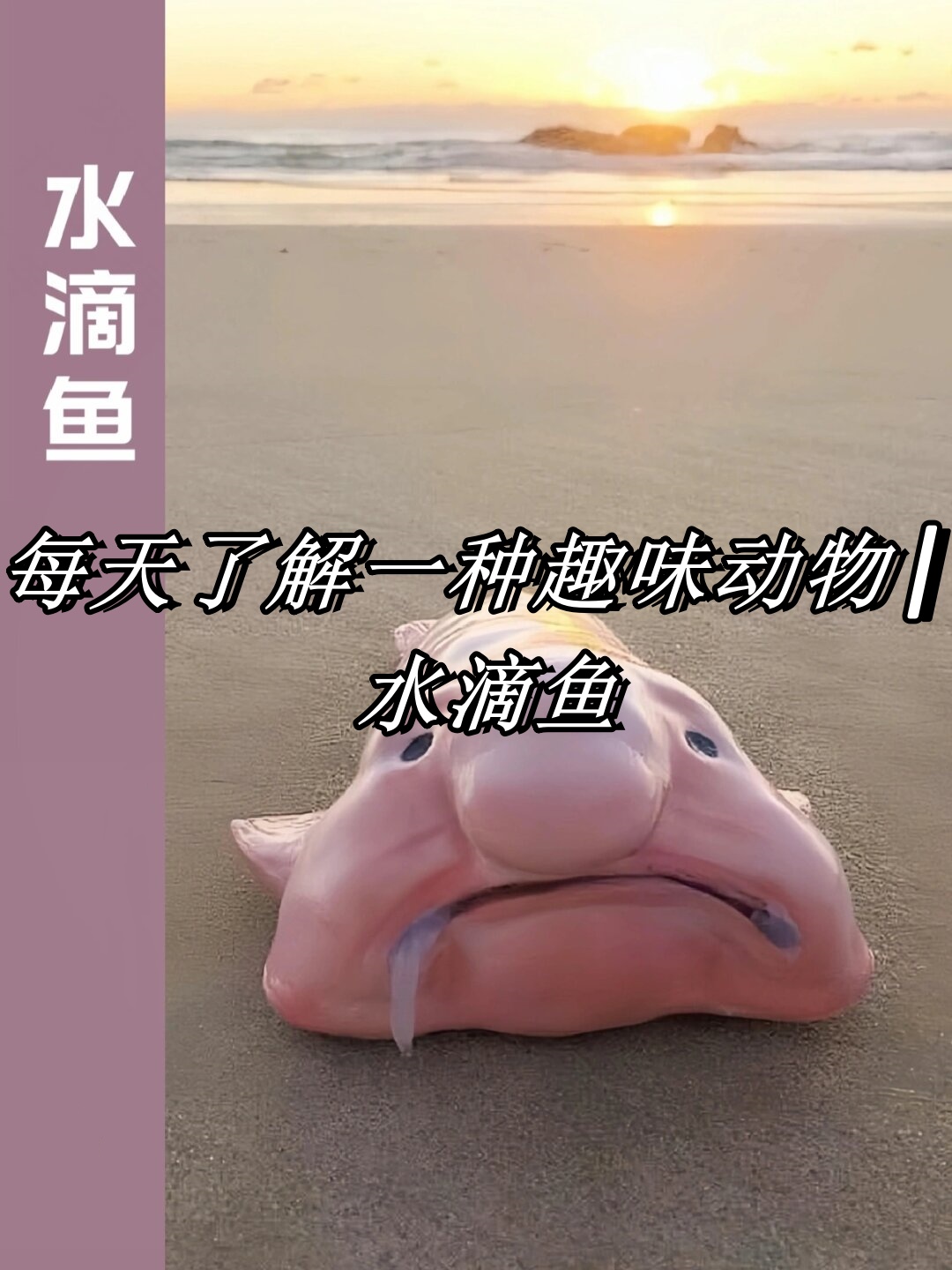 人鳗图片人鳗图片，探索神秘生物的奇妙世界-第3张图片