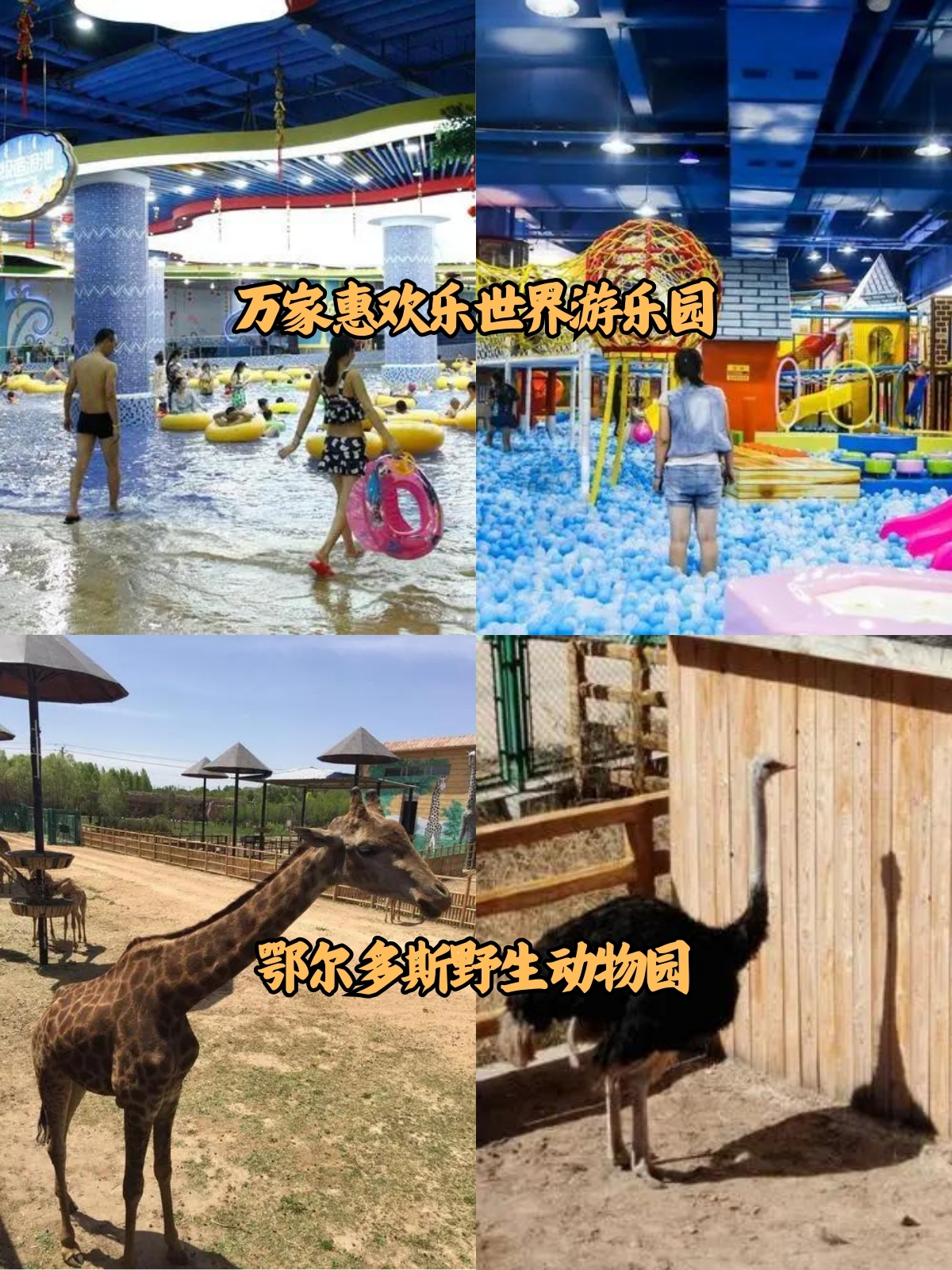 探索大菠萝与福建导航APP，福引导网站的魅力之旅-第3张图片
