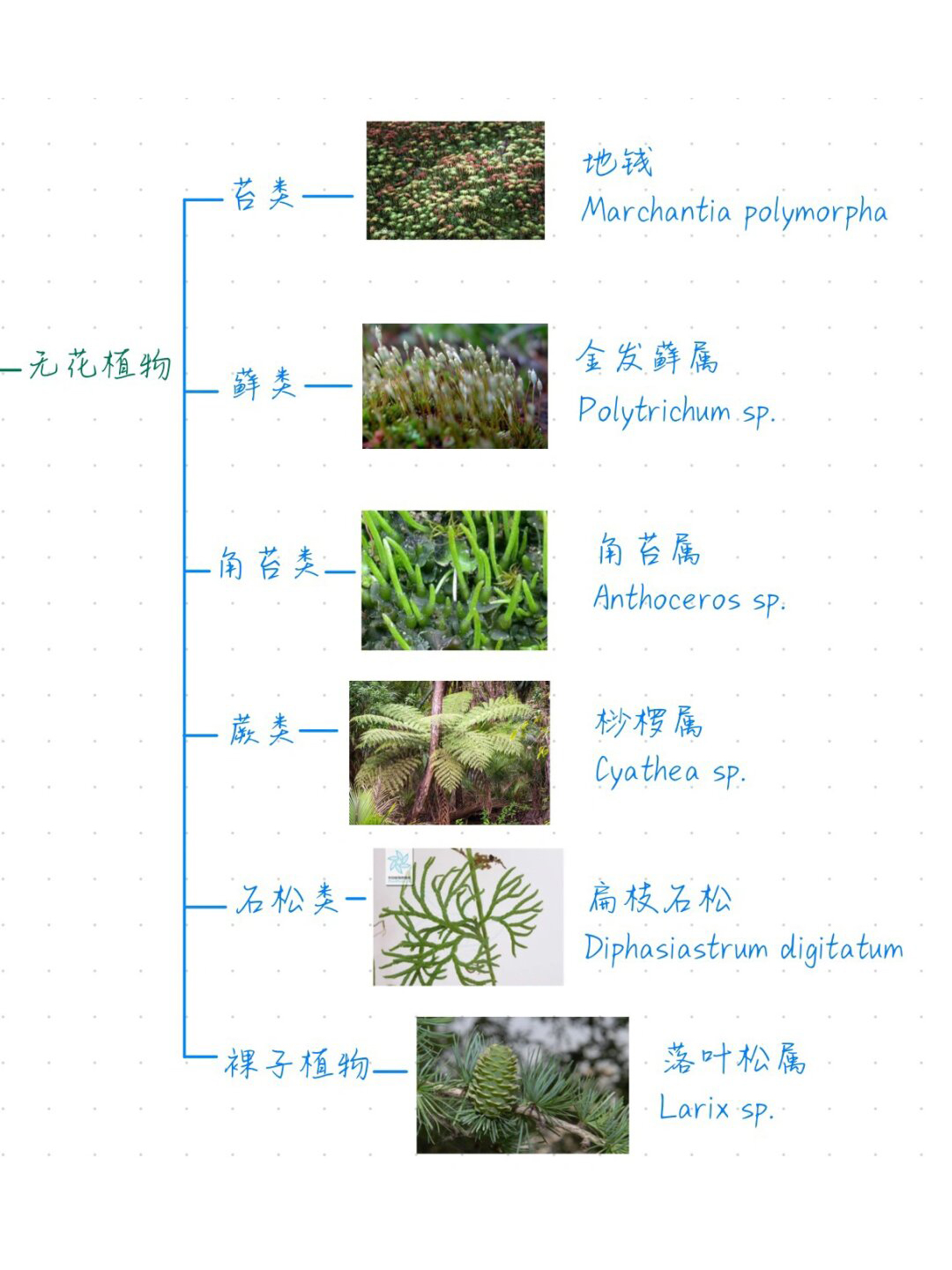 蜜源毛毛虫之下的神秘探索——他的舌头与蜜语交织的奇妙之旅-第2张图片