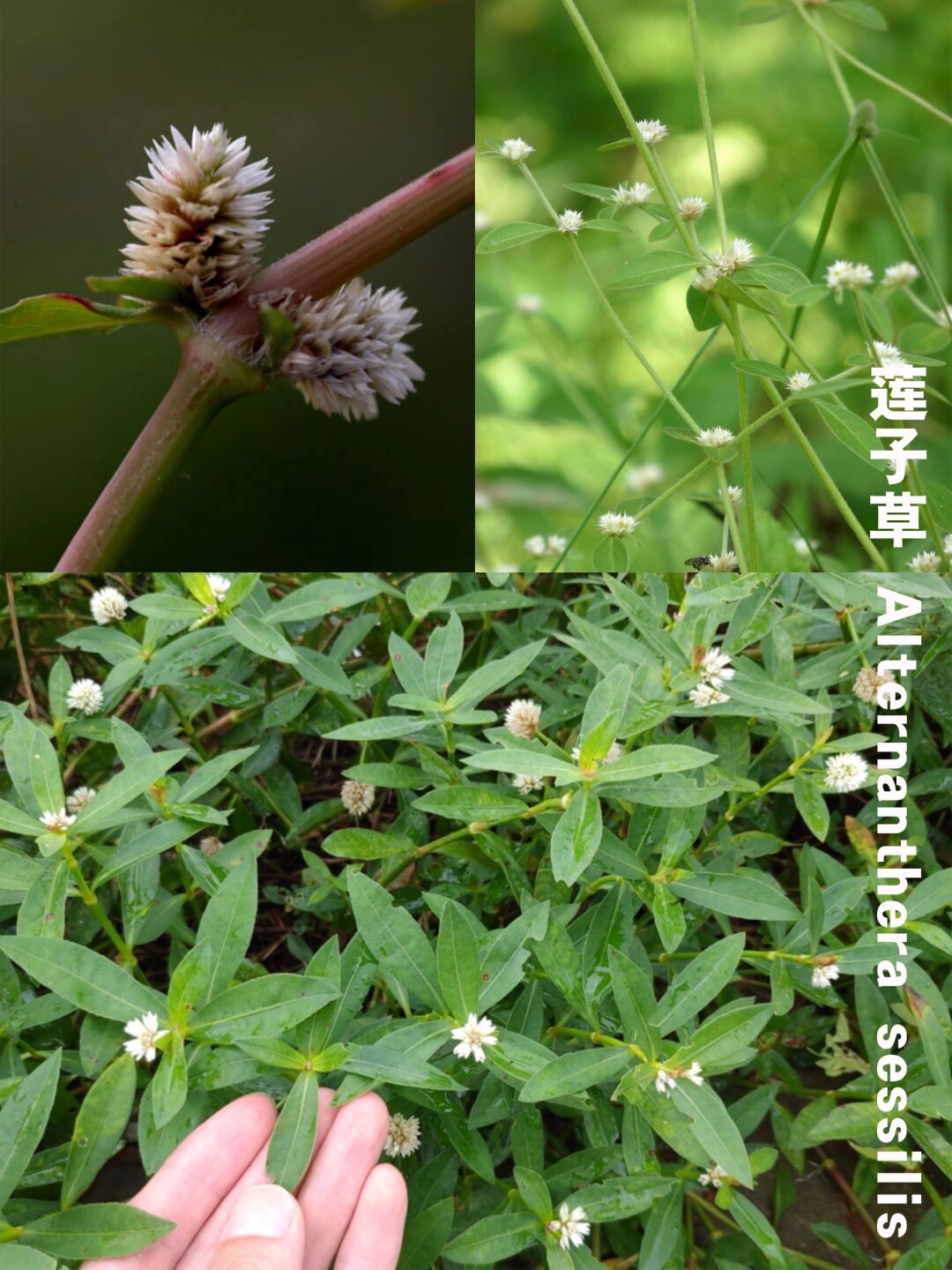 野花社区视频手机在线的探索与注意事项