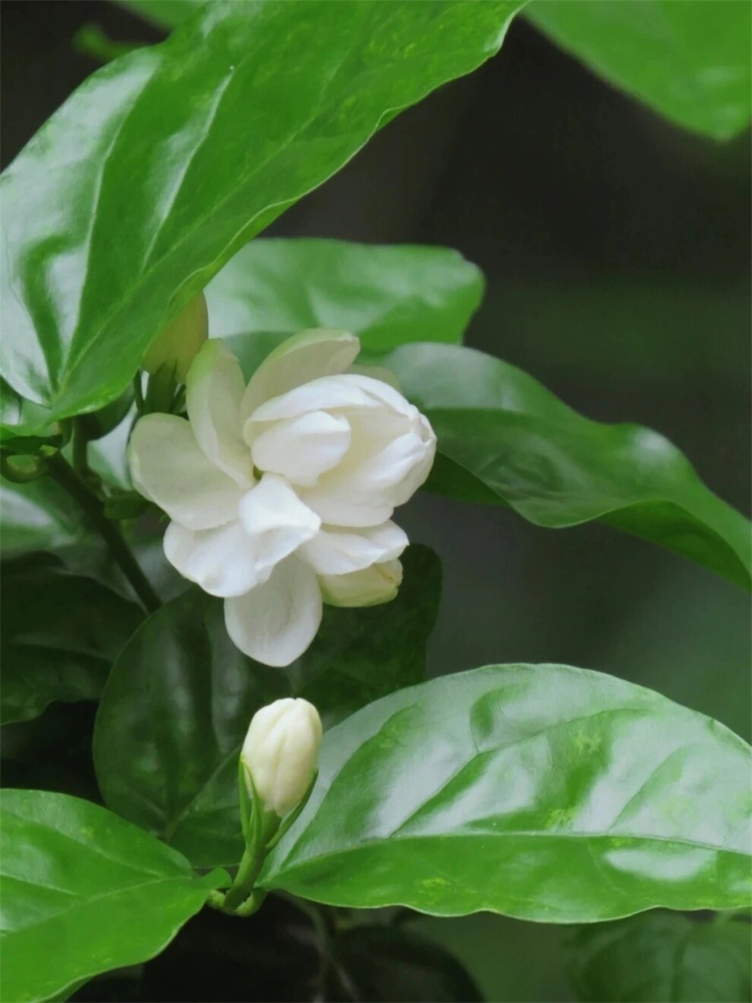 美丽之花，需待成熟之眼欣赏——关于保护未成年人免受不良信息侵害的探讨
