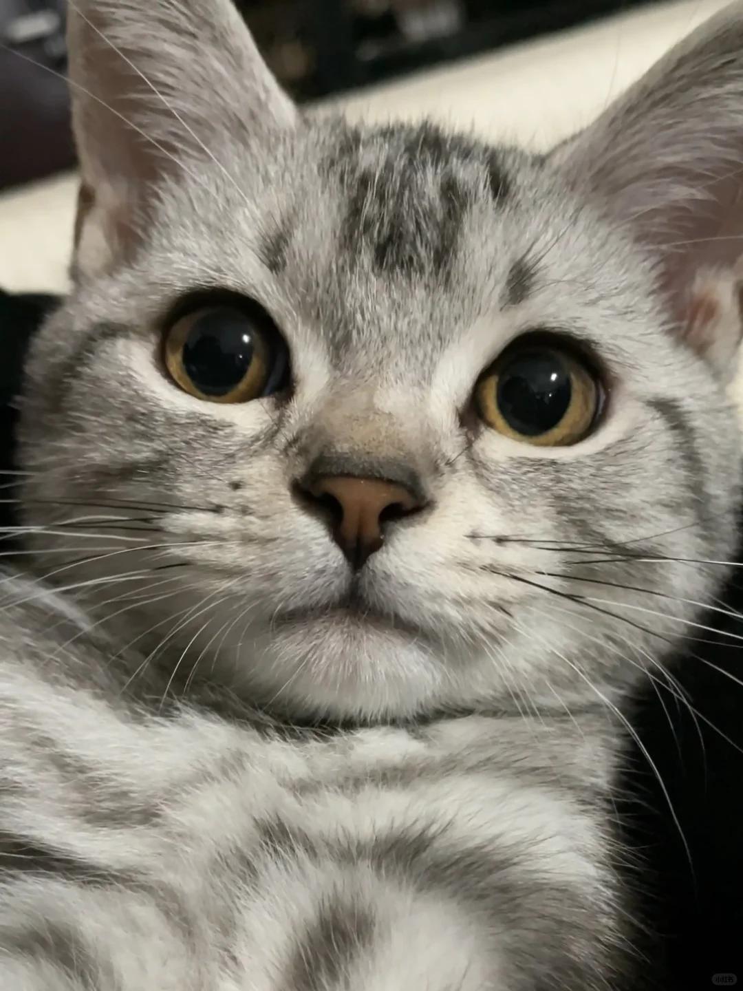 老版猫咪3.0.1老版猫咪3.0.1的回忆与体验-第2张图片