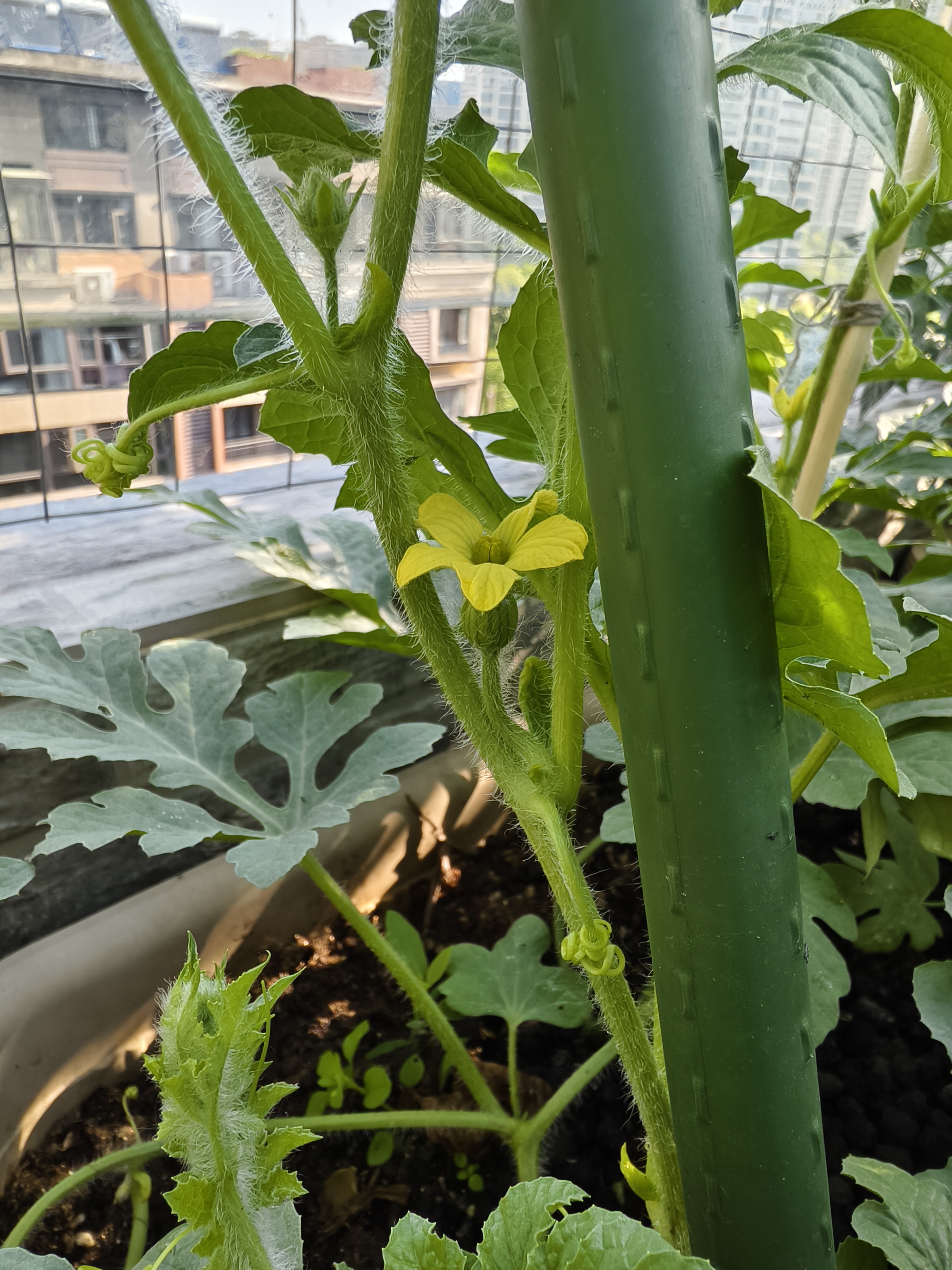 丝瓜香蕉草莓向日葵的绿巨人污绿巨人视角下的丝瓜、香蕉、草莓与向日葵