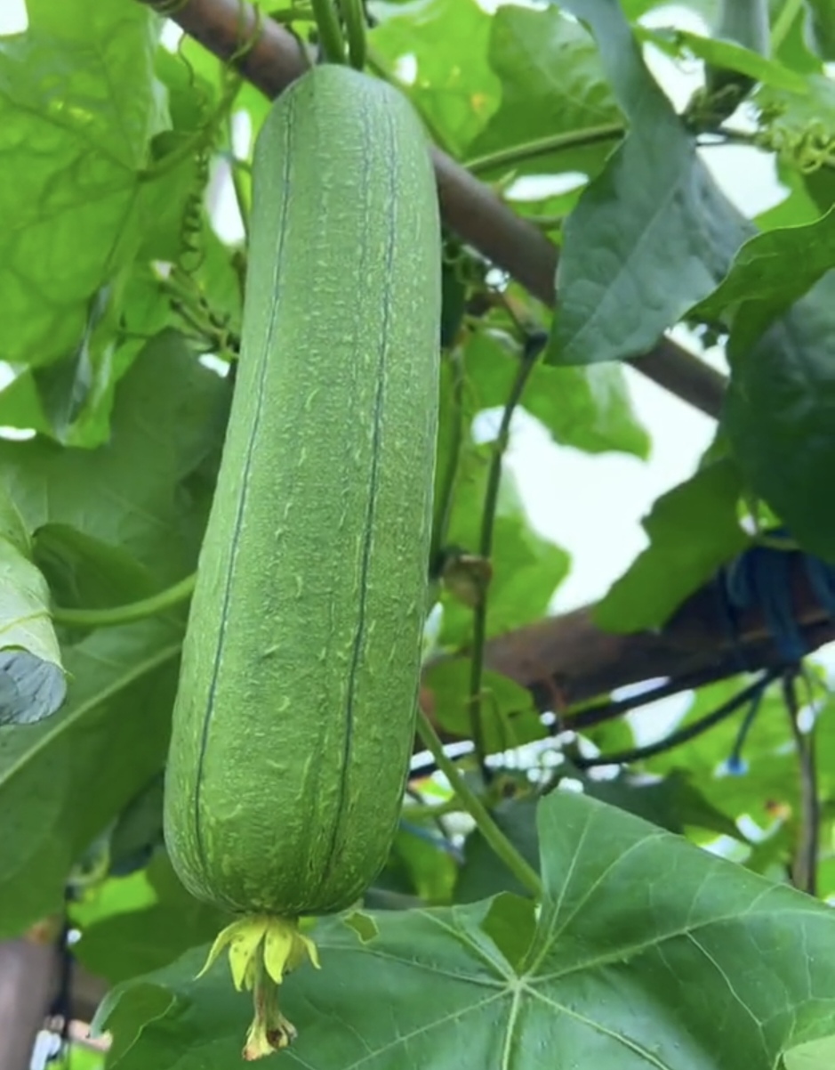 向日葵草莓丝瓜芭乐鸭脖18岁探索青春与自然之美的交织——以向日葵、草莓、丝瓜、芭乐、鸭脖为线索的18岁故事-第3张图片