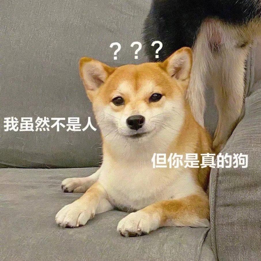 我家狗狗一天上我一次我家狗狗的独特习惯，一天上我一次-第3张图片