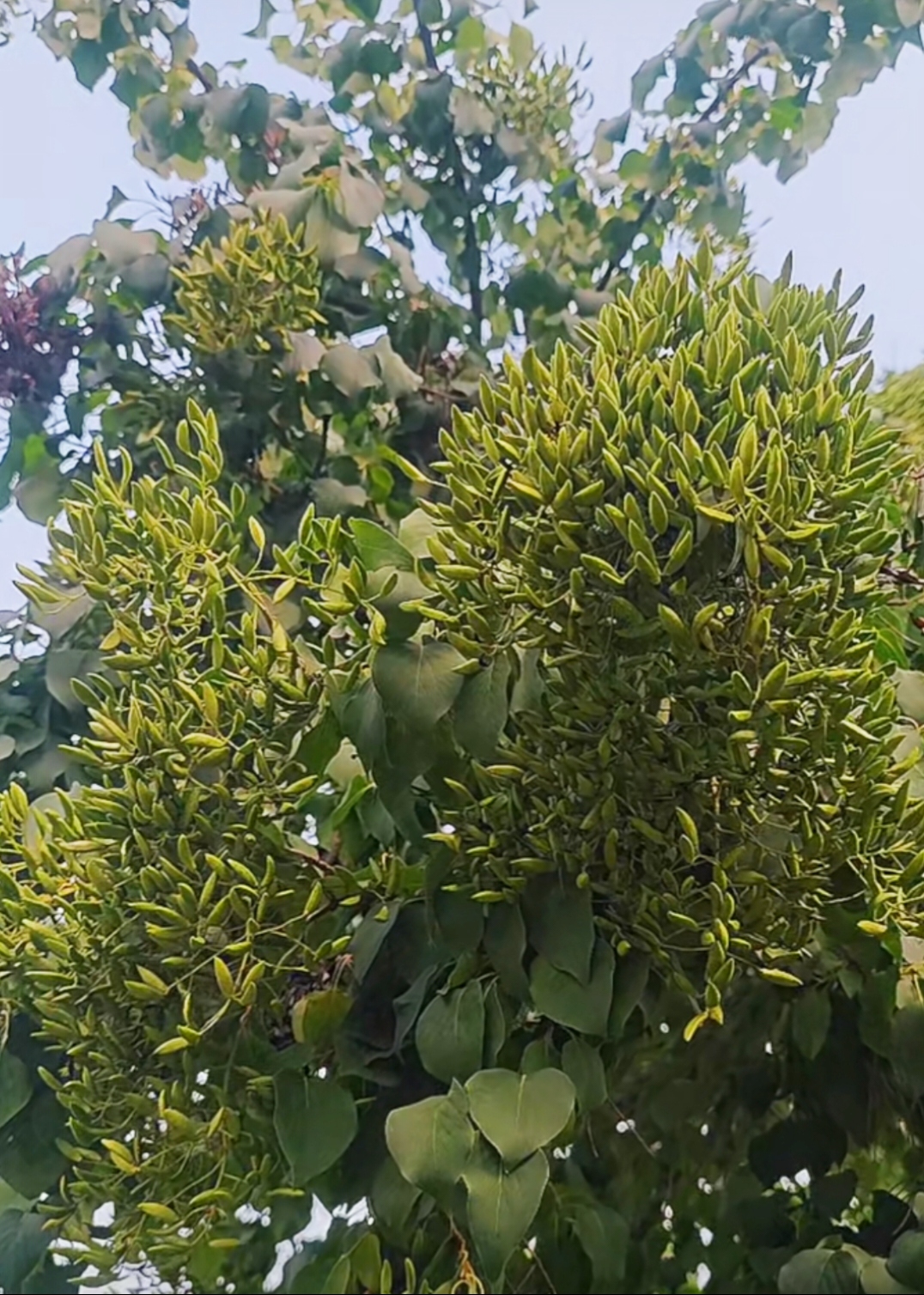 丁香花免费高清完整在线观看忘忧草中文字幕资源网，探索与发现