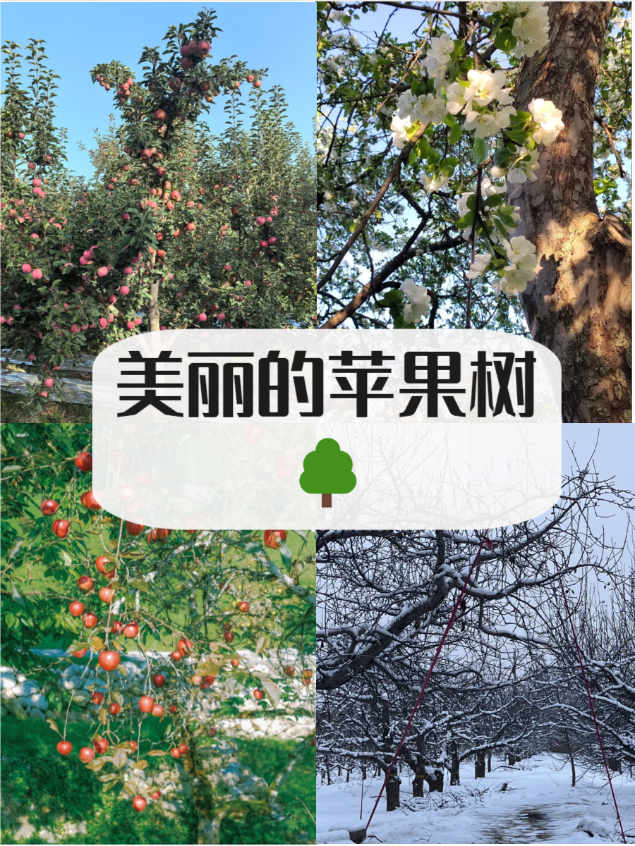 探索多彩的果实世界——从污草莓到白狐的奇妙之旅-第2张图片