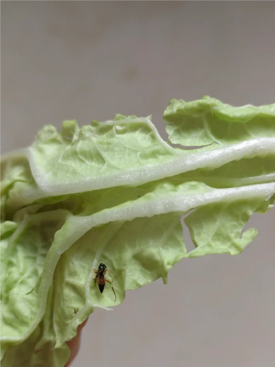 探索神秘生物——岩烧洞螈