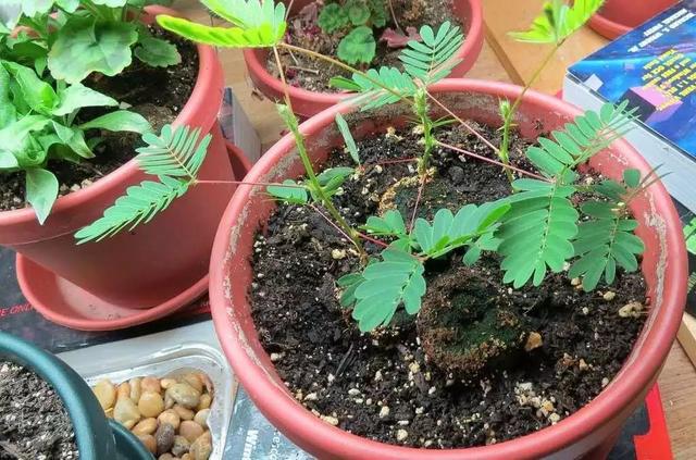 高校美女与含羞草的奇妙互动