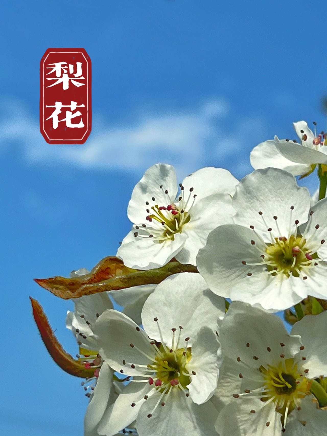 丁 香 五 月 网五月丁香盛开，网络世界中的美丽传说
