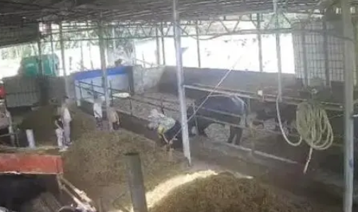 女人被公牛进入女人遭遇意外，公牛的突然入侵